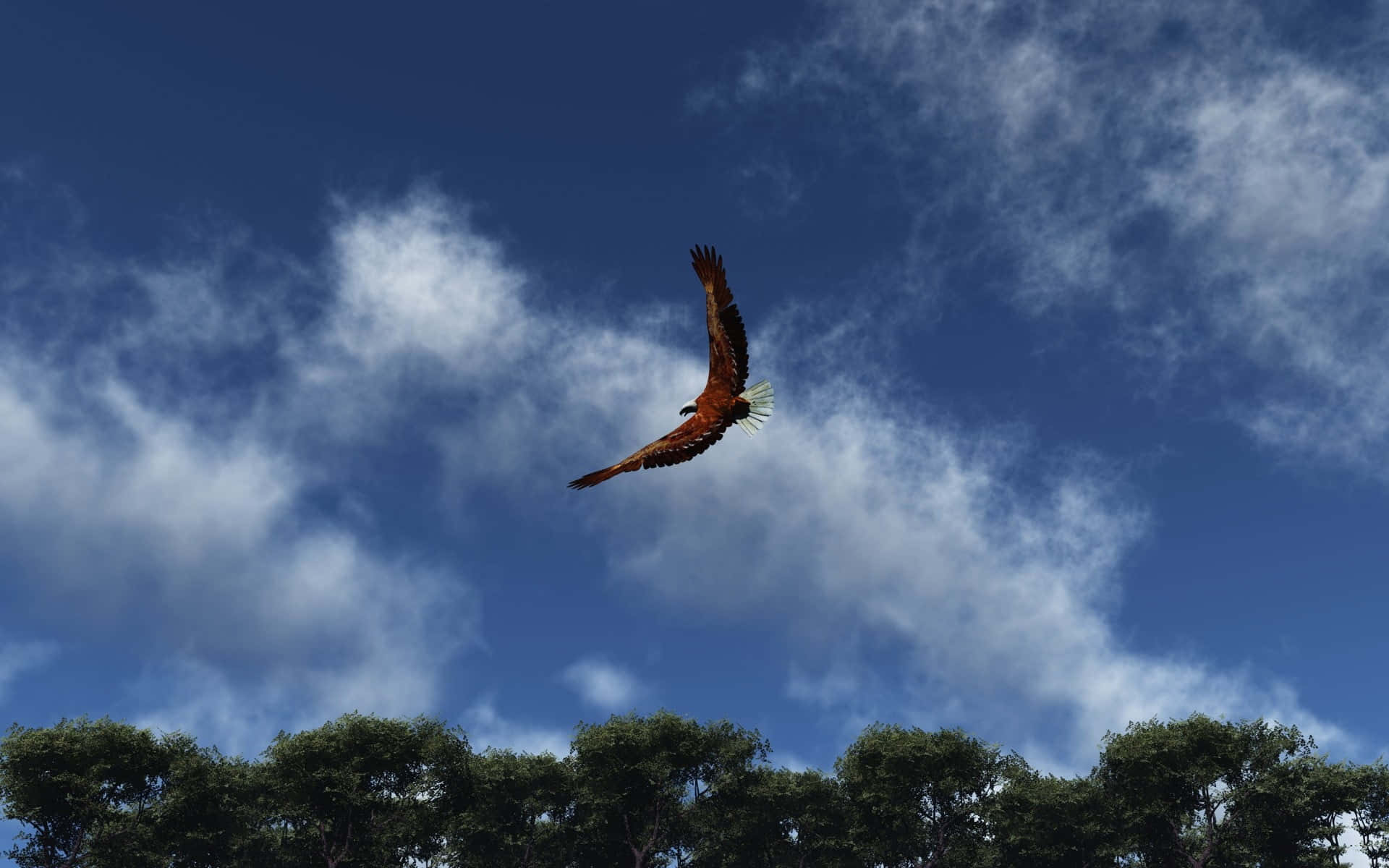 Flying Eagle, White-tailed Specie, vibrant blue sky, Full HD Desktop Wallpaper