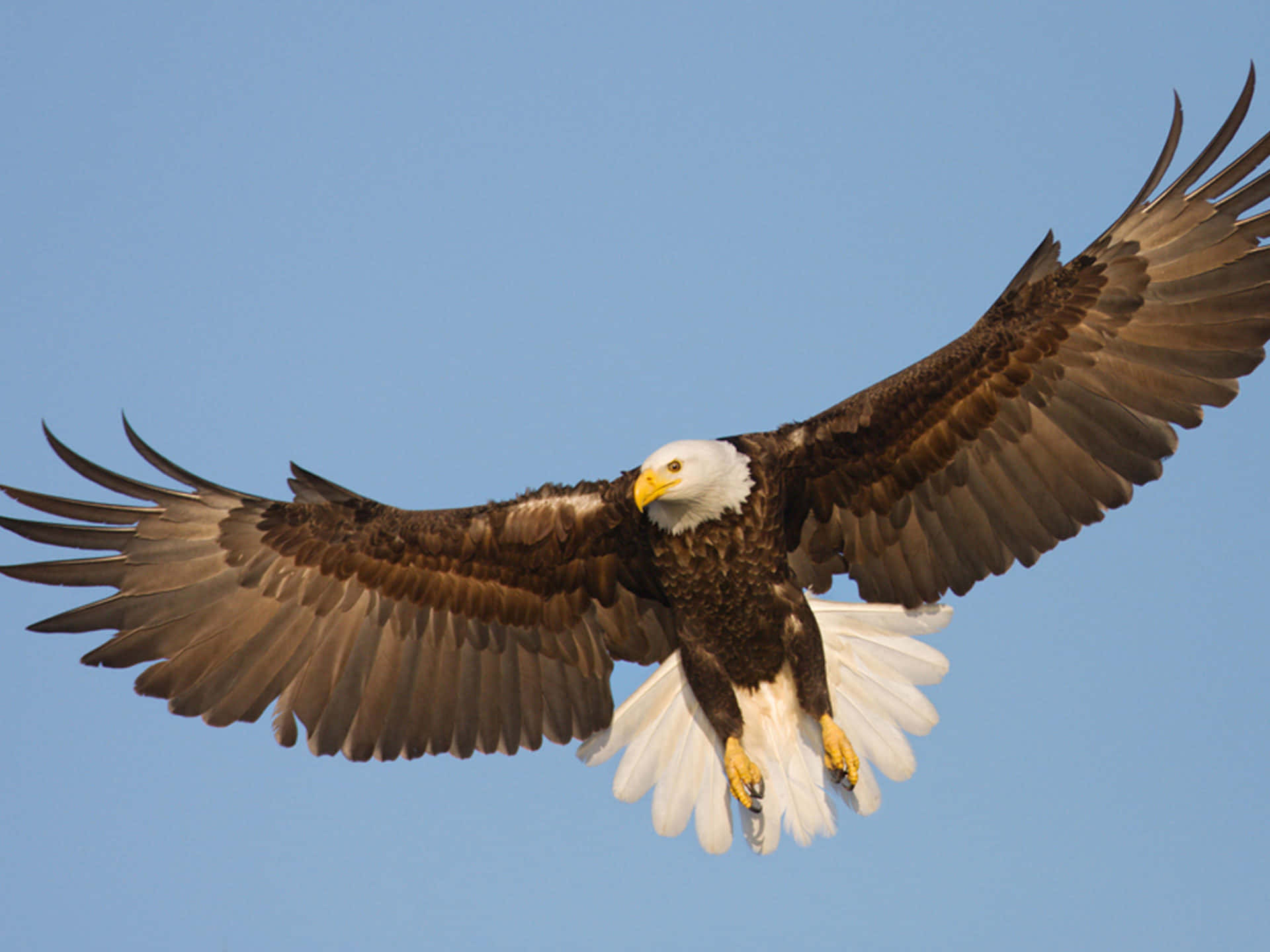 Flying Eagle, yellow feet, bald eagle, Full HD Desktop Wallpaper