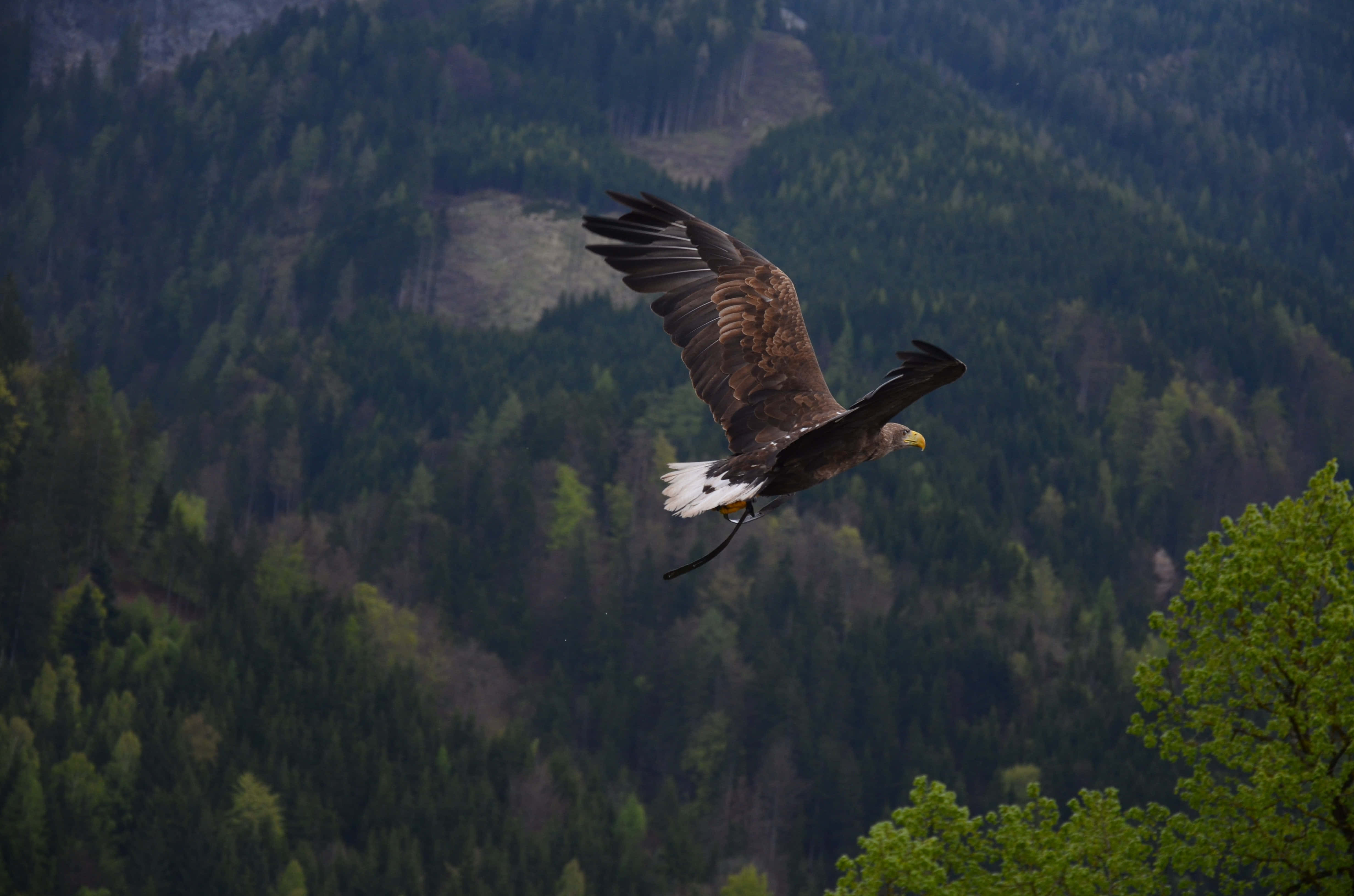 Flying Eagle, white-tailed eagle, dense green forested mountains, 4K Desktop Wallpaper