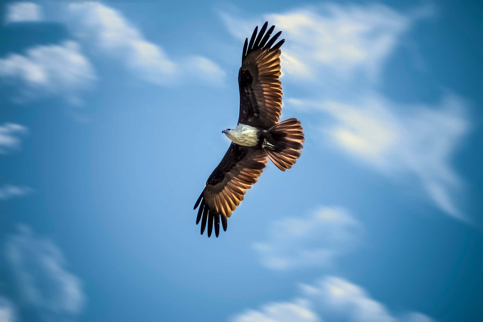 Flying Eagle, raptor bird specie, vibrant blue sky, Full HD Desktop Wallpaper