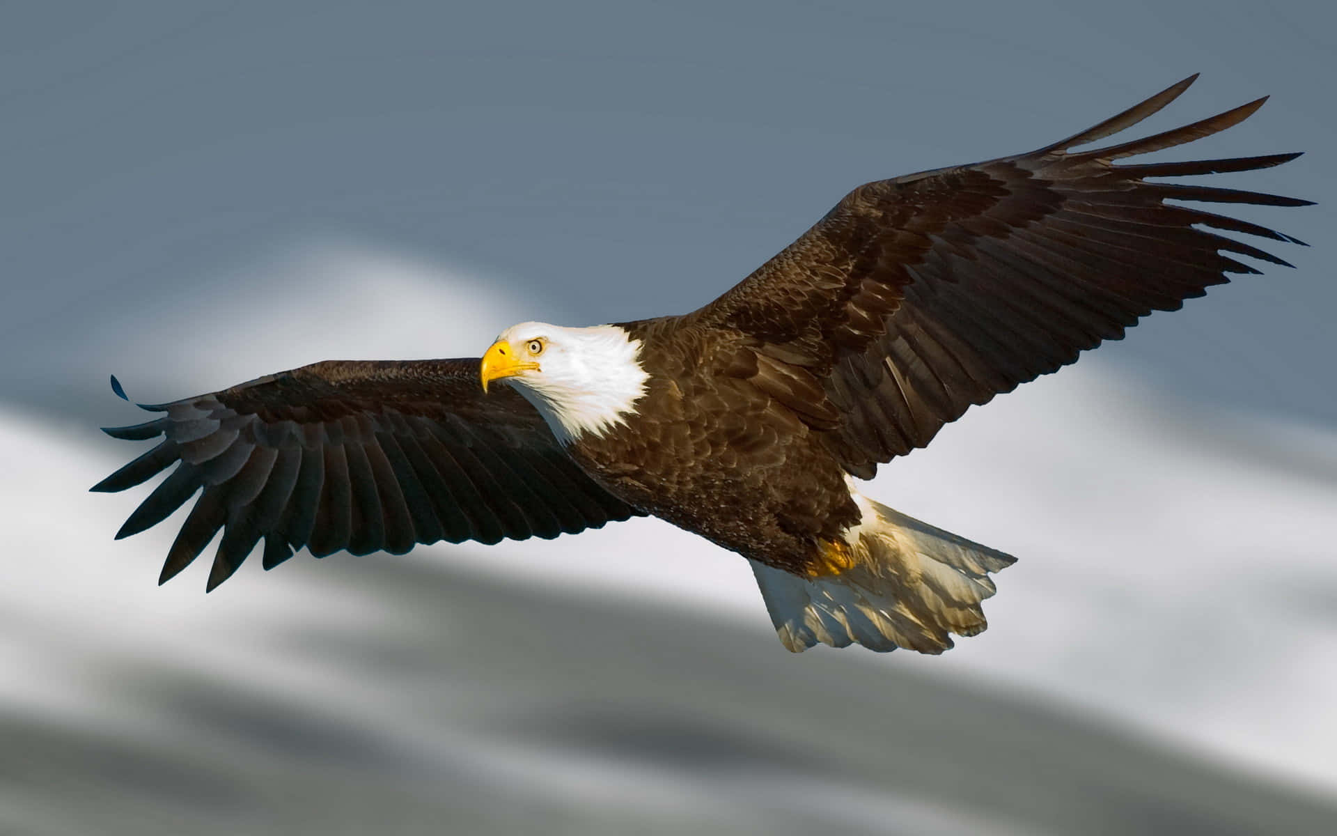 Flying Eagle, yellow beak, bald eagle, Full HD Desktop Wallpaper