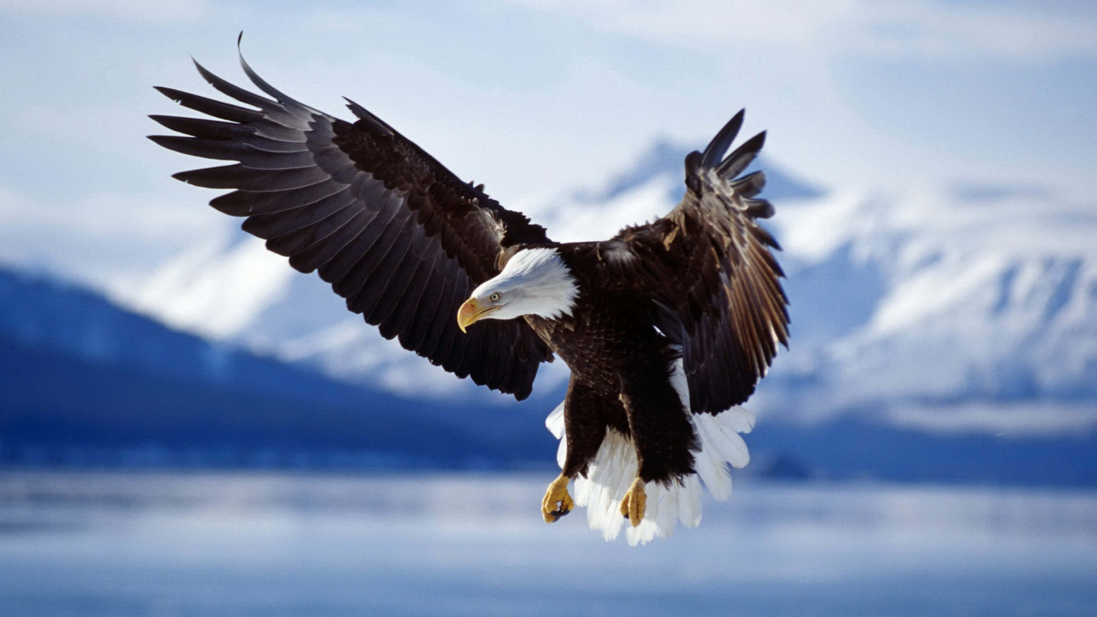 bald eagle, snow-capped mountains, calm blue water, 4K Desktop Wallpaper