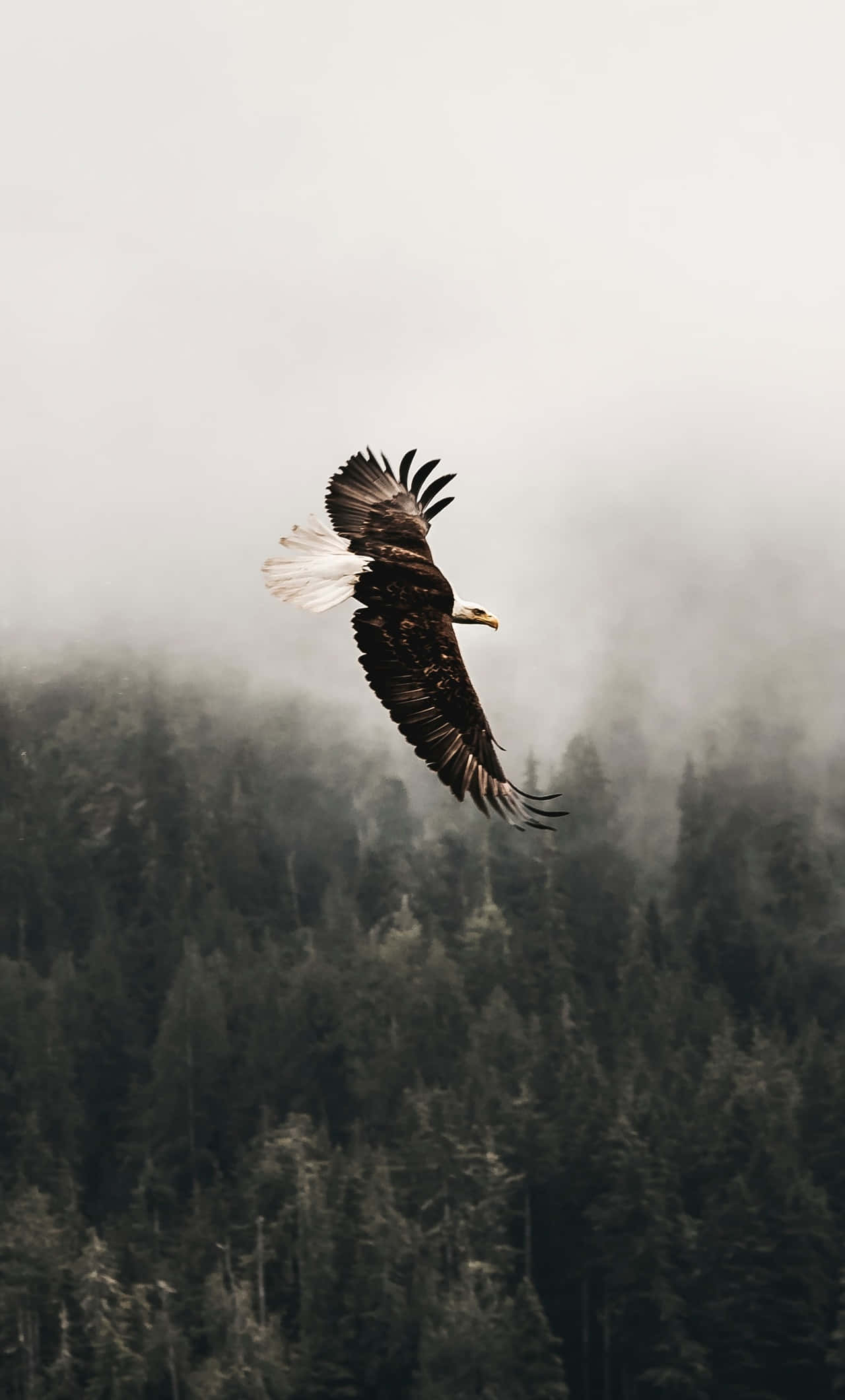 Flying Eagle, bald eagle, misty forest canopy, Full HD Phone Wallpaper