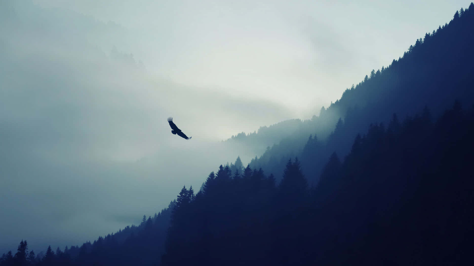 Flying Eagle, forest, fog, Full HD Desktop Wallpaper