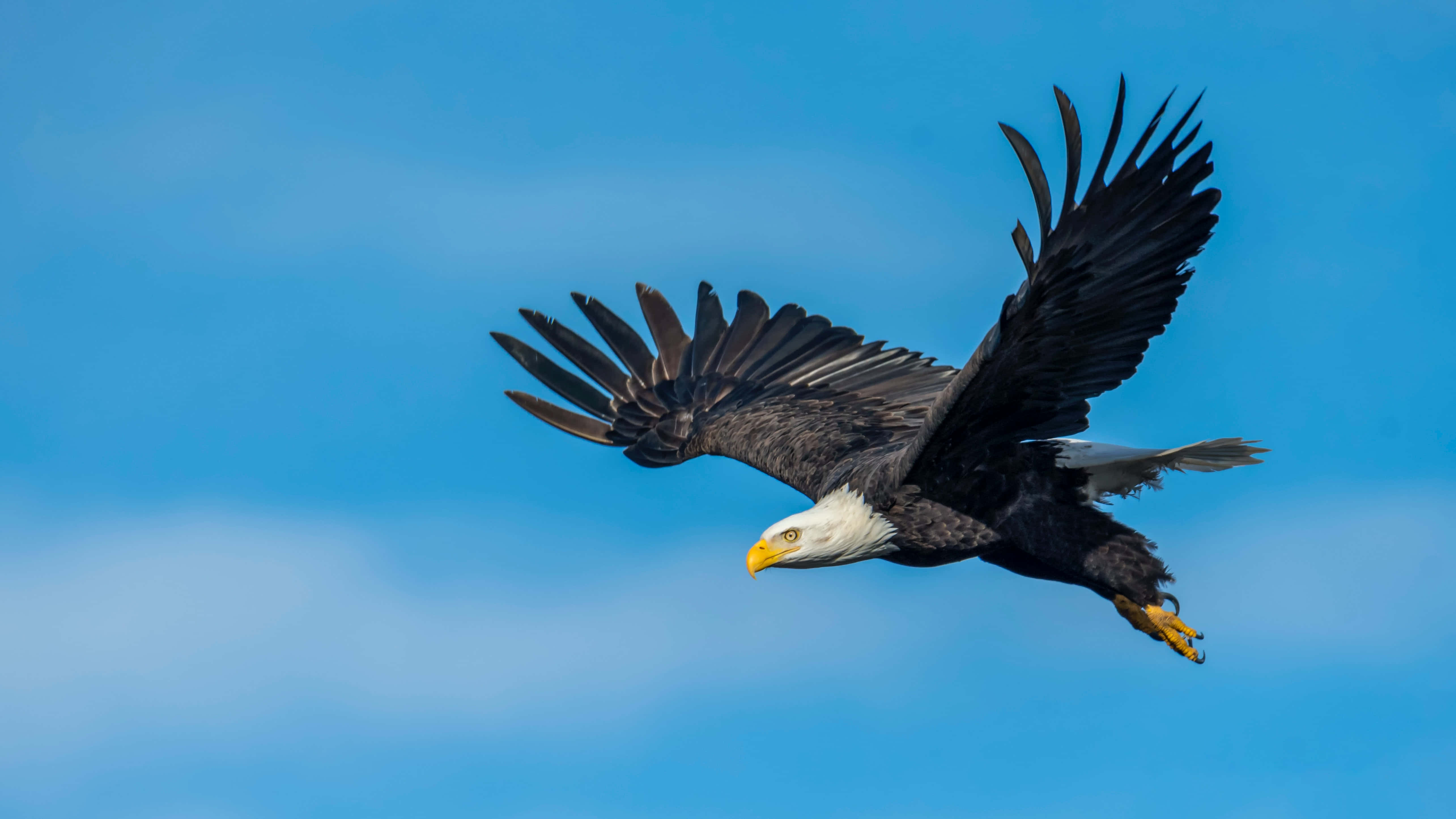 Flying Eagle, white head, bald eagle, 5K Desktop Wallpaper