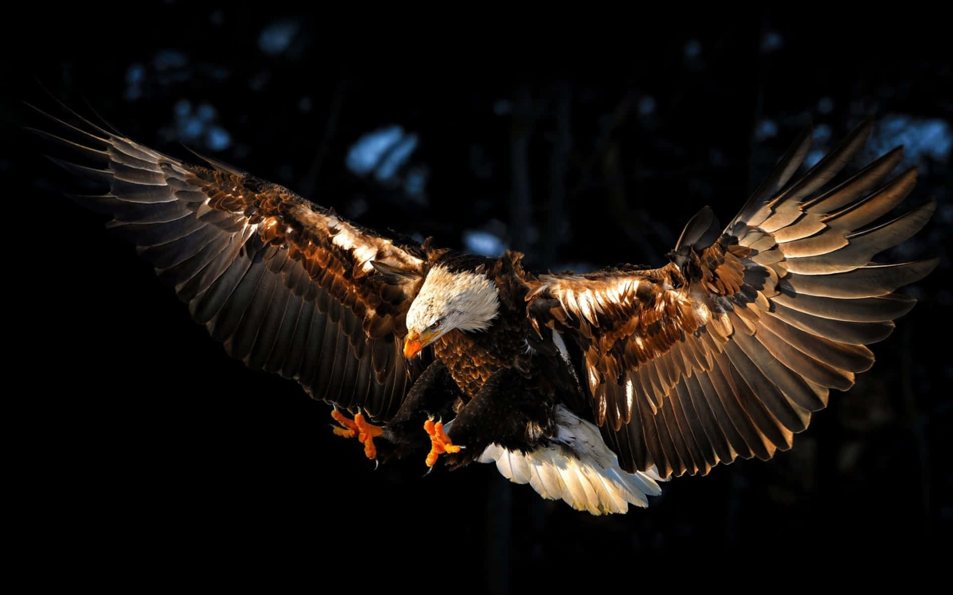 Flying Eagle, bald eagle, golden light, Full HD Desktop Wallpaper