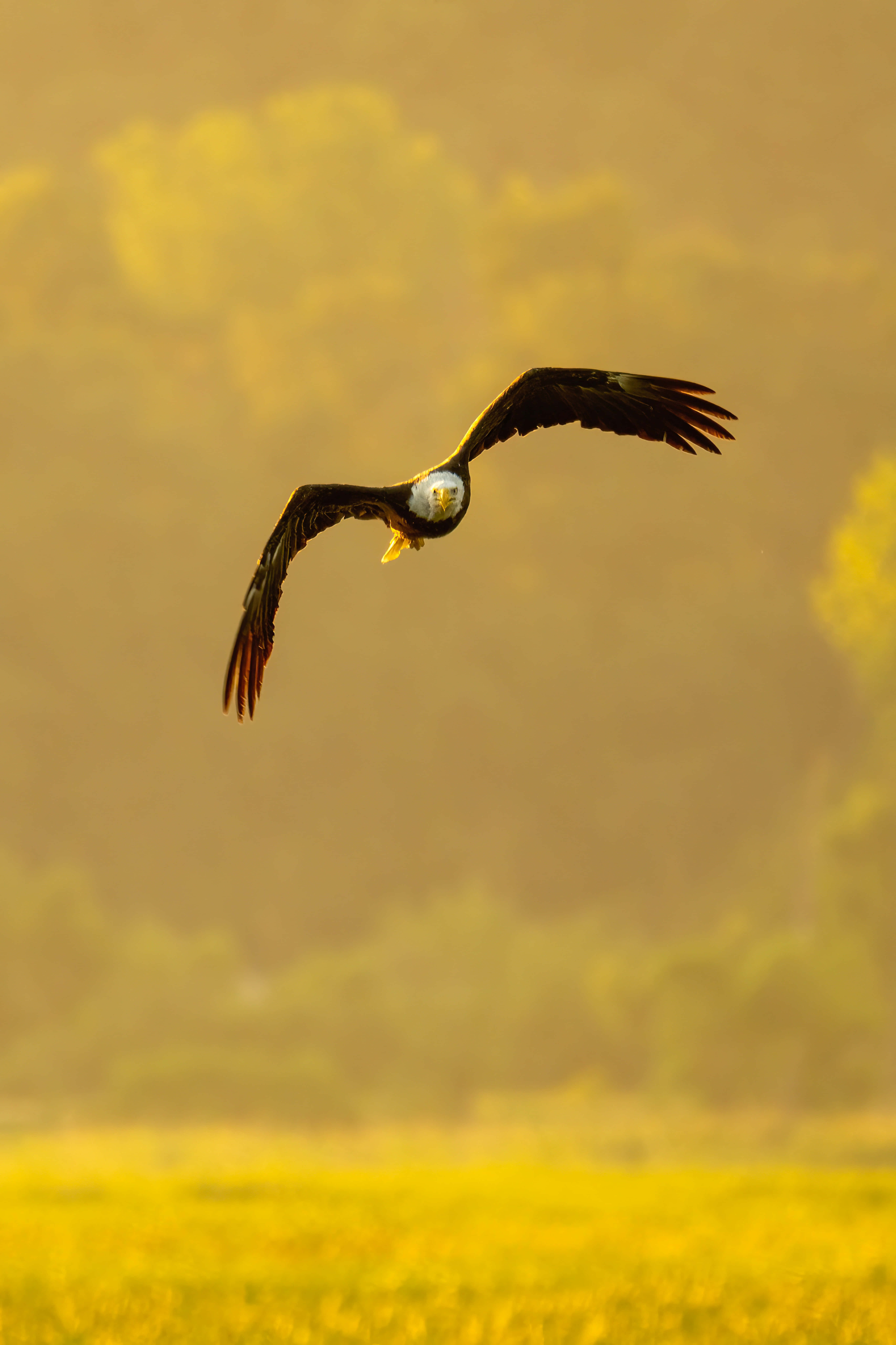 Flying Eagle, bald eagle, golden hazy sky, 8K Phone Wallpaper