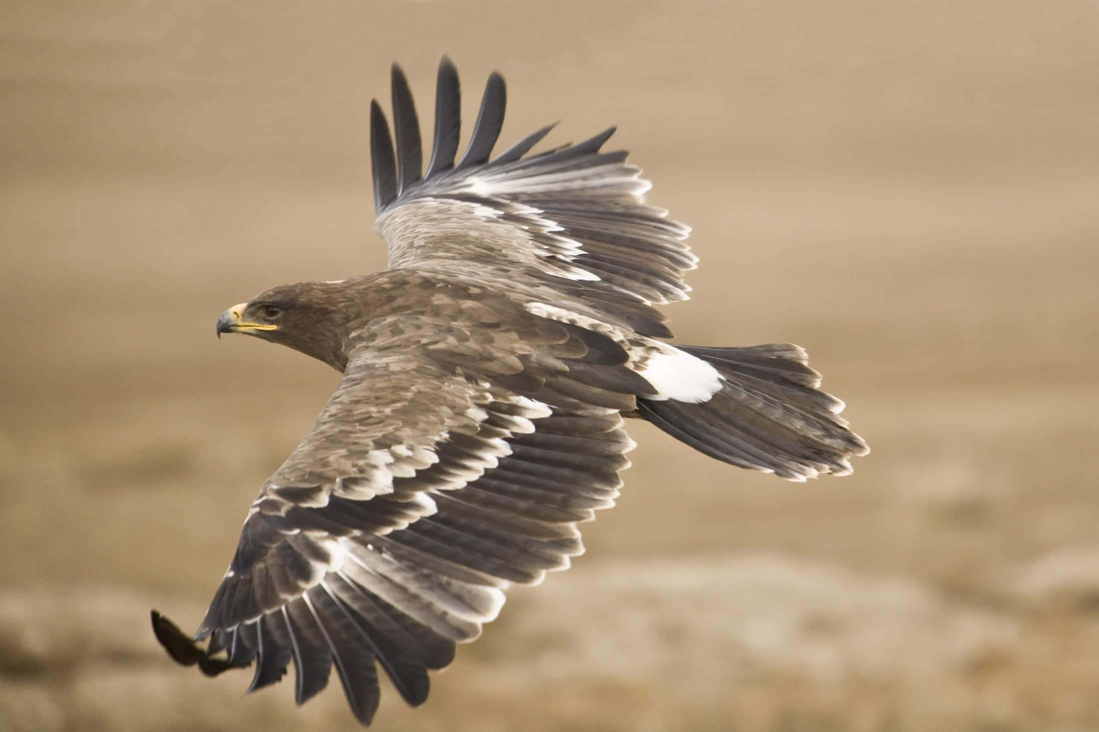 Flying Eagle, wind, eagle, Full HD Desktop Wallpaper
