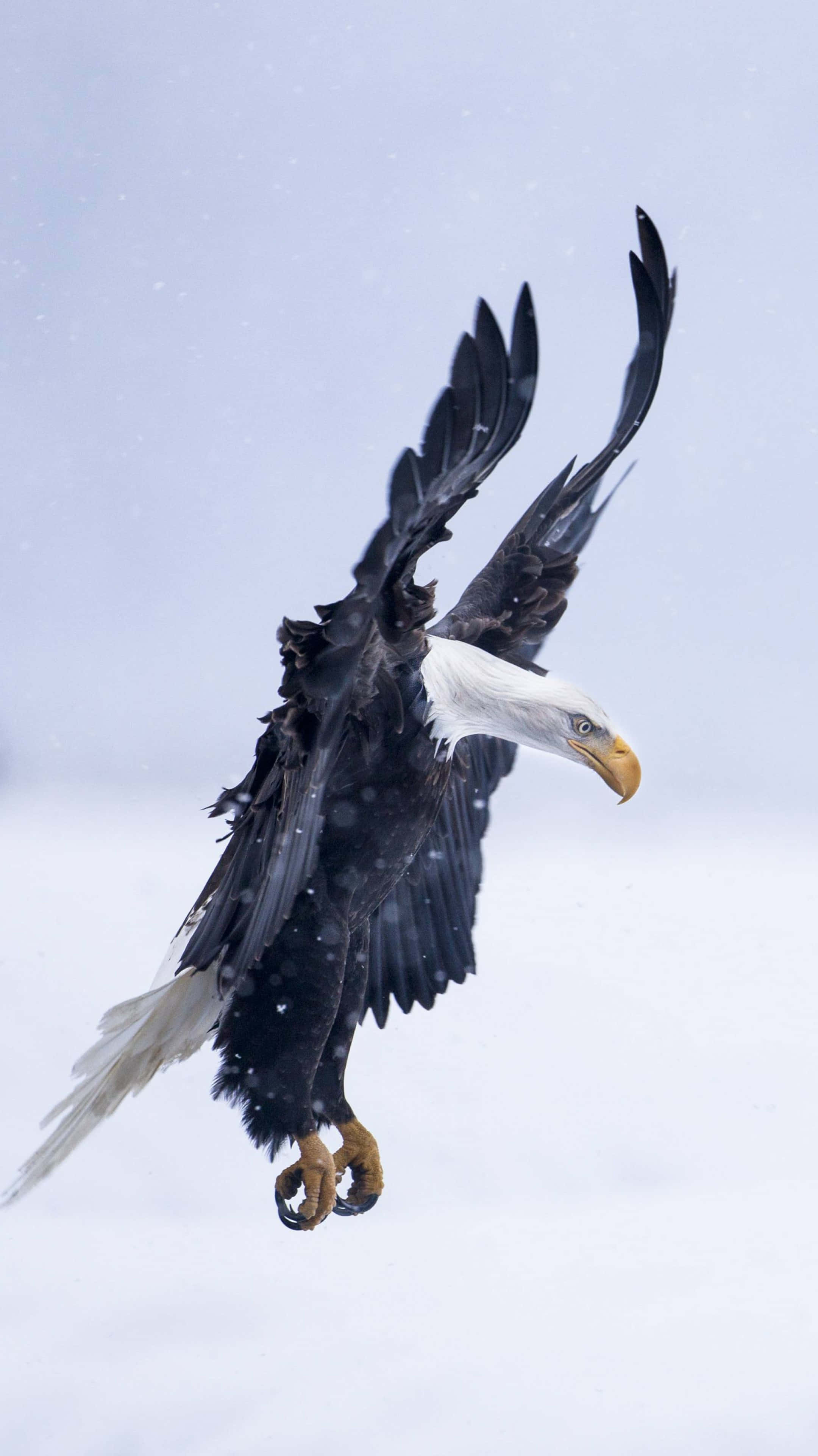 Flying Eagle, bald eagle, falling snow, 4K Phone Wallpaper
