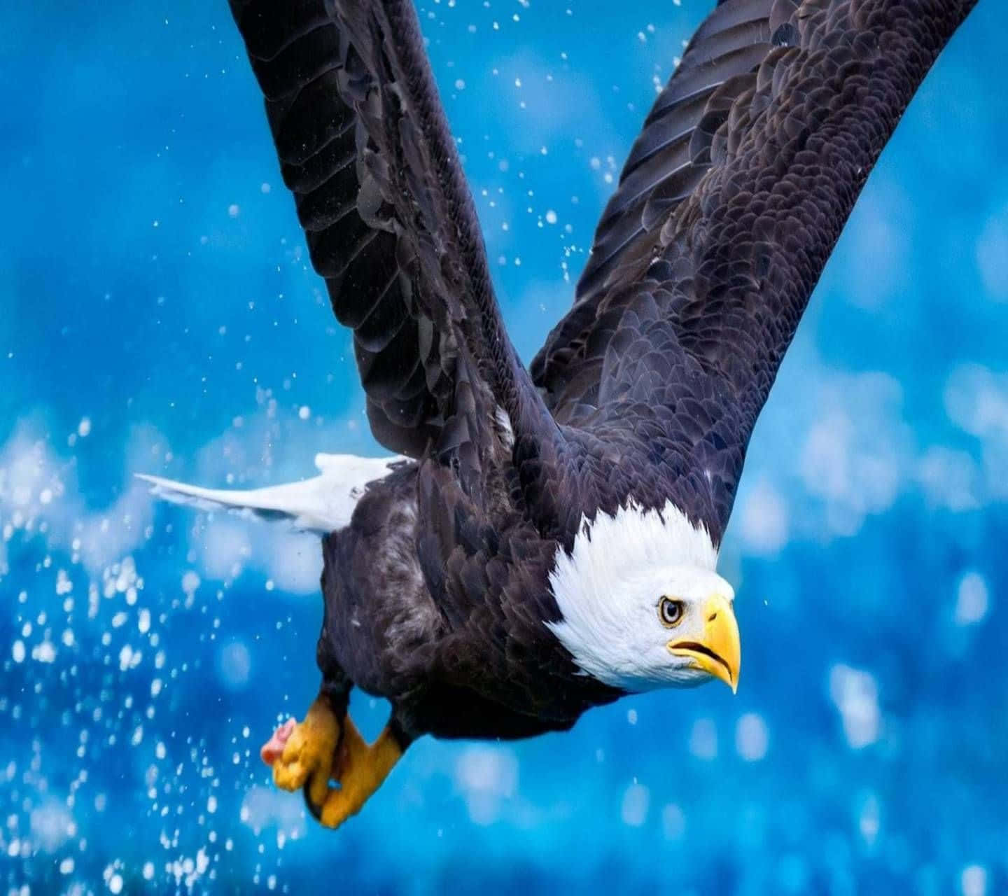 Flying Eagle, bald eagle, vibrant blue sky, HD Desktop Wallpaper
