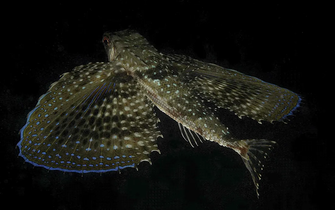 Flying Gurnard