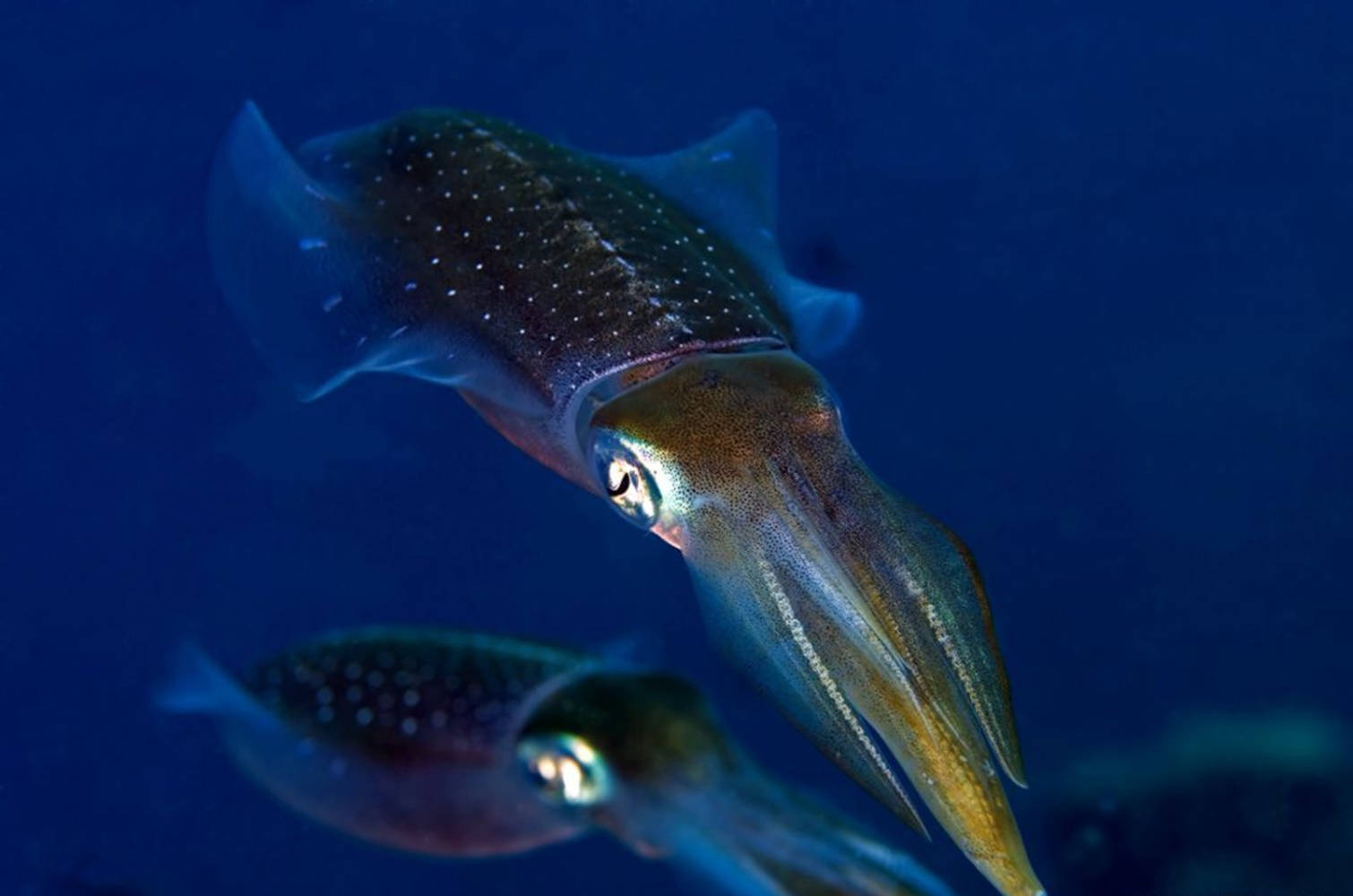 Blue Black Squid, deep blue ocean water, speckled bodies, HD Desktop Wallpaper