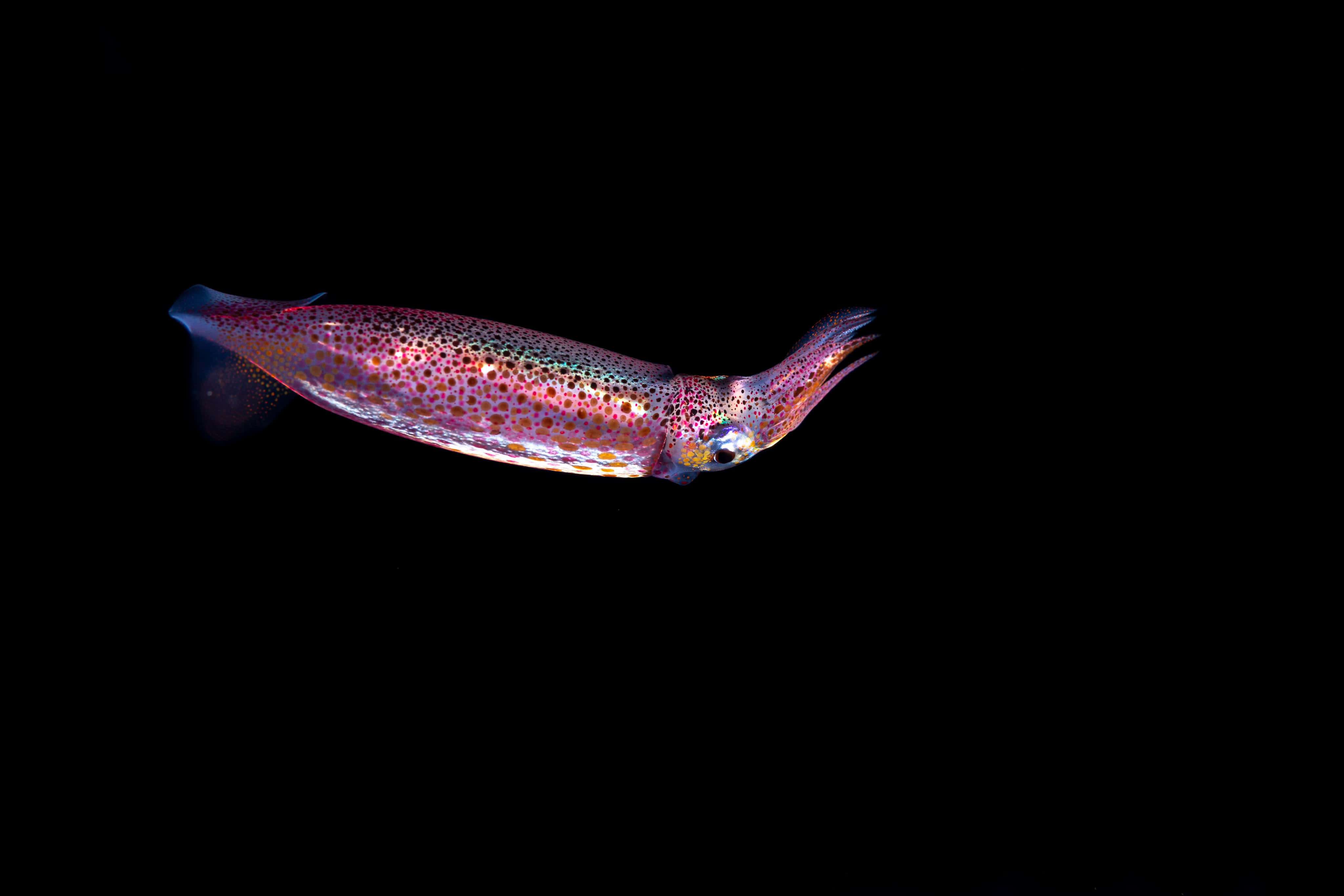 vibrant squid, iridescent pink purple and gold spots, pure black background, 4K Desktop Wallpaper