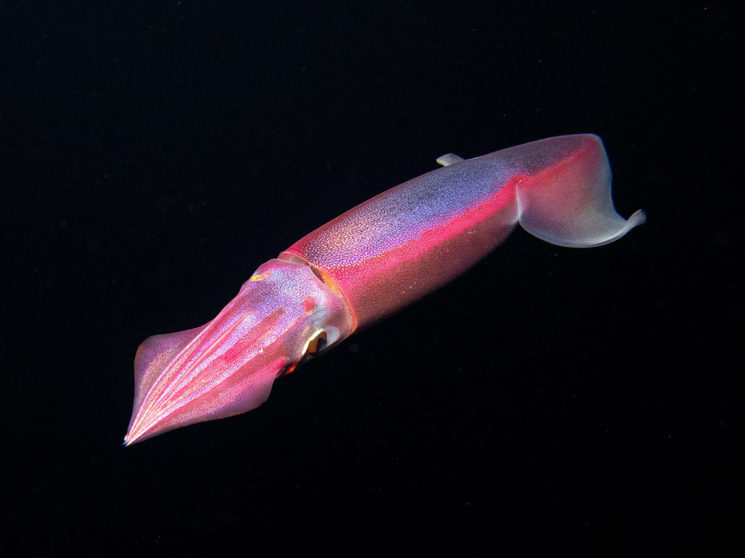 glowing squid, vibrant pink, purple squid, Full HD Desktop Wallpaper