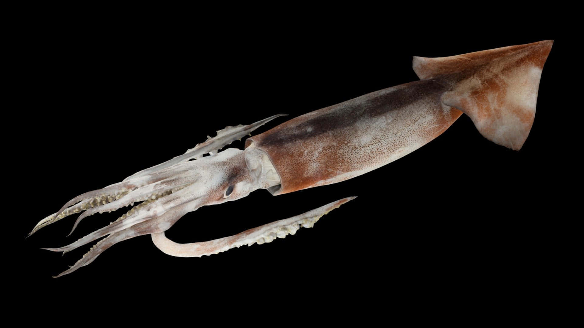 Flying Squid, mottled brown and white skin, long tentacles, Full HD Desktop Wallpaper