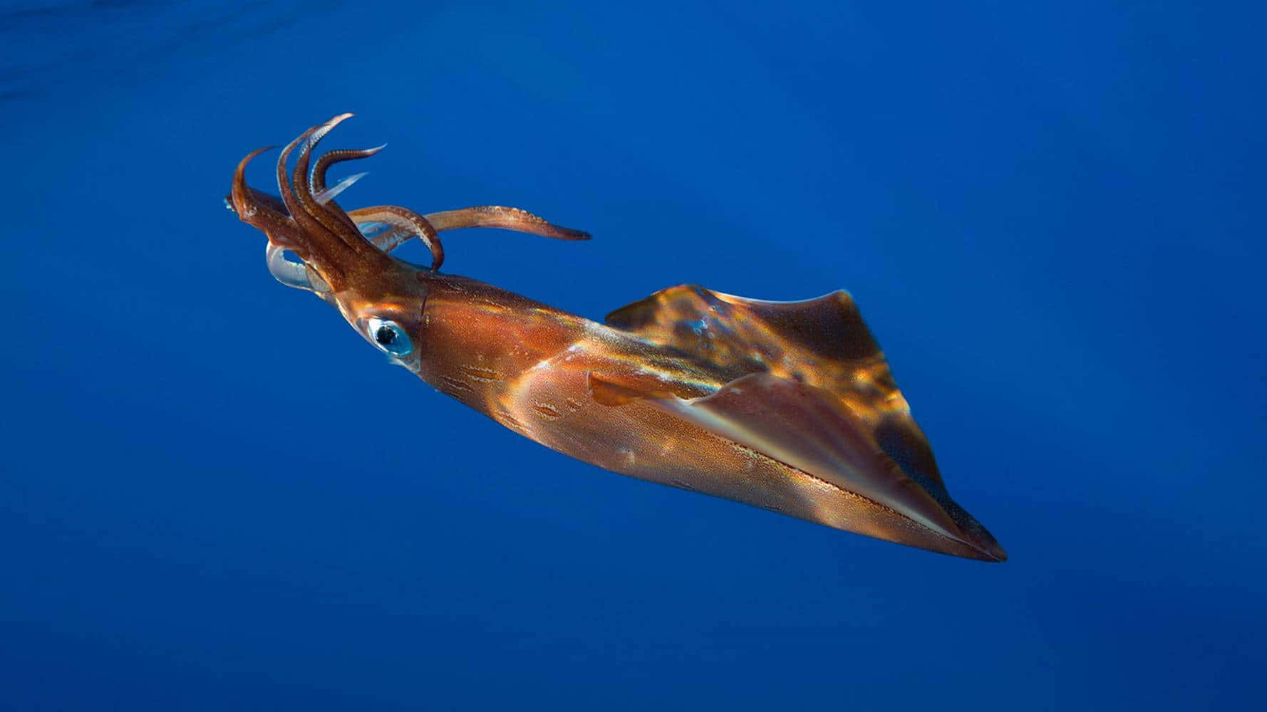 Flying Squid, vibrant brown, deep blue ocean water, HD Desktop Wallpaper