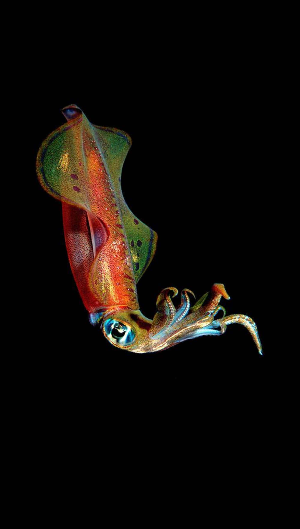 colorful squid, iridescent squid, red green and blue hues, HD Phone Wallpaper