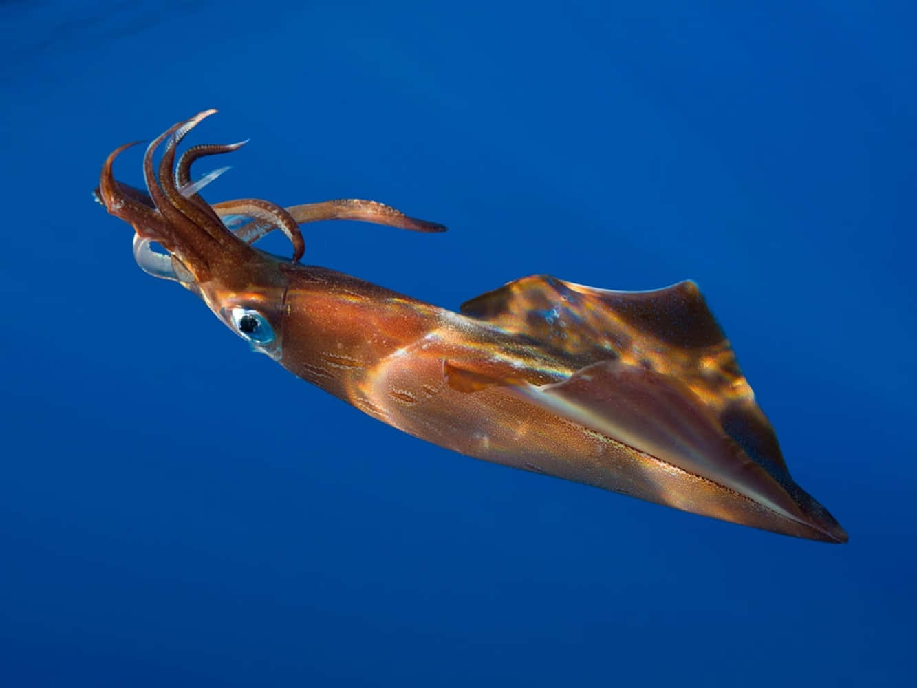 squid, blue ocean, iridescent brown, HD Desktop Wallpaper