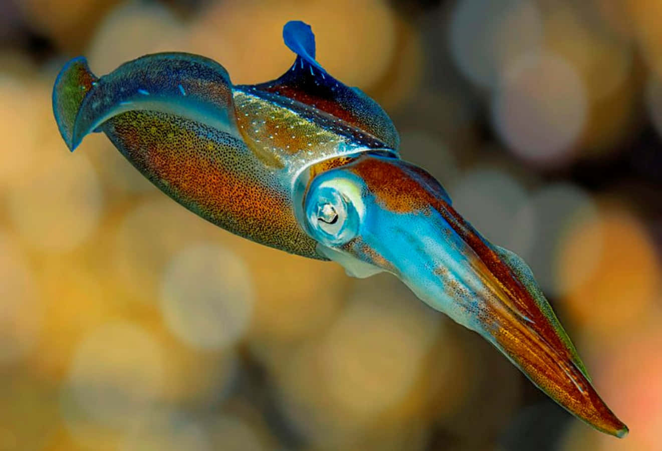 colorful squid, vibrant cuttlefish, warm-toned underwater waters, HD Desktop Wallpaper