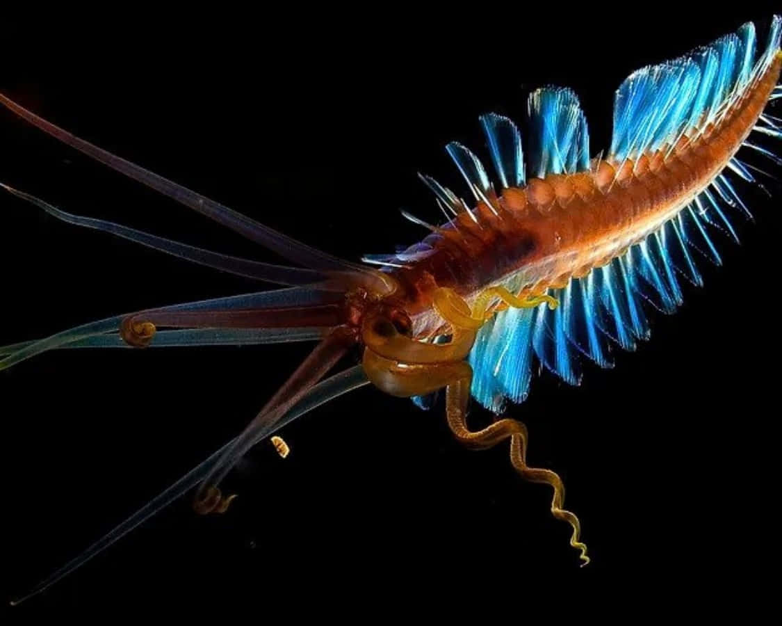 bioluminescent squid, translucent orange sea creature, vibrant blue feathery appendages, SD Desktop Wallpaper