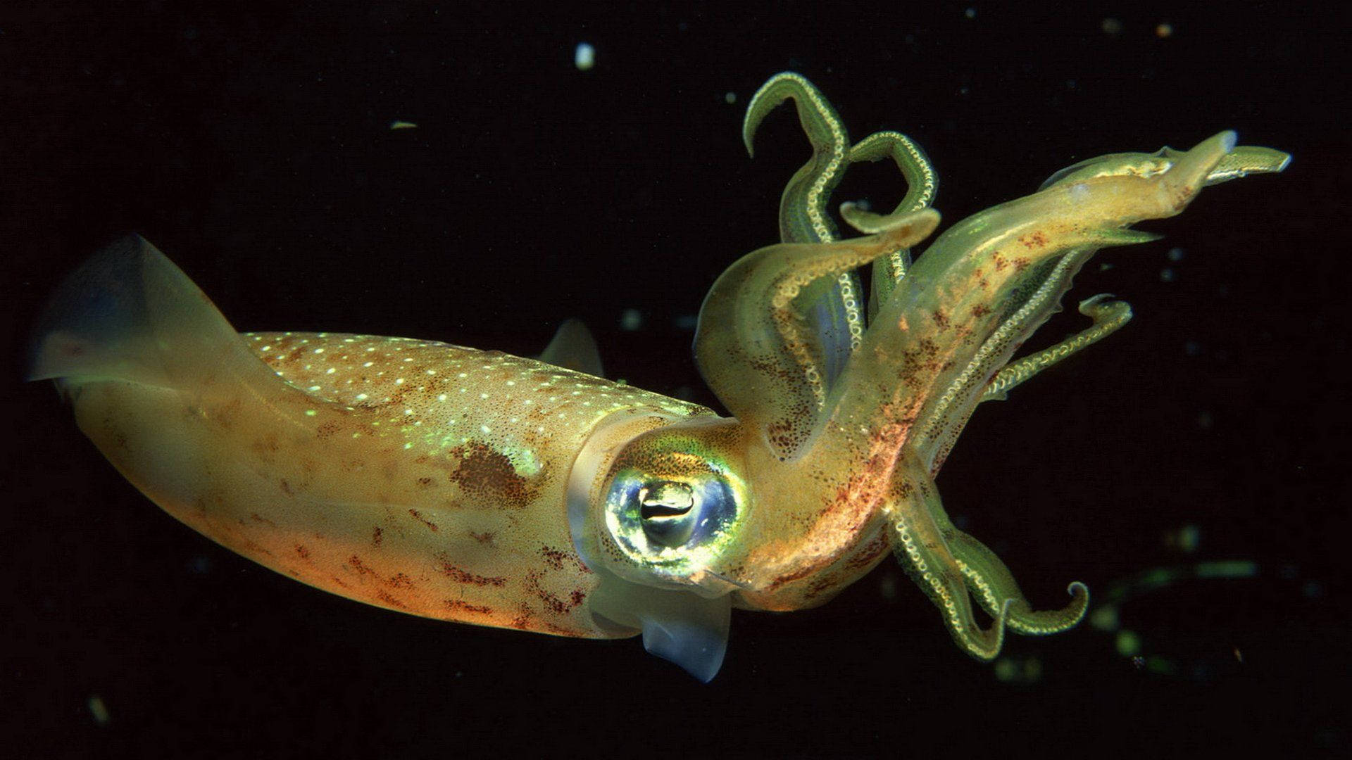 neon green, translucent squid, glowing eyes, Full HD Desktop Wallpaper