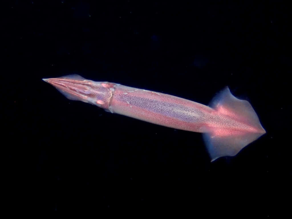 Flying Squid, translucent pink, pitch black ocean water, SD Desktop Wallpaper