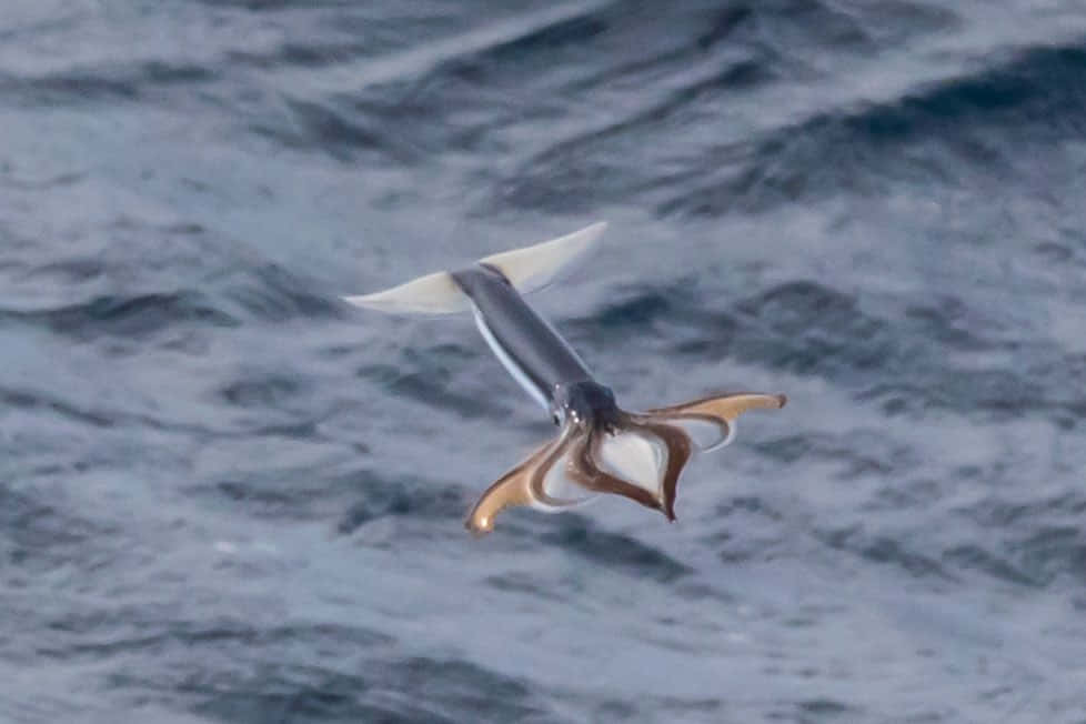 Flying Squid, ocean, choppy blue-gray ocean waves, SD Desktop Wallpaper