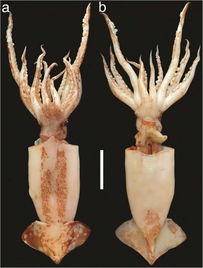Flying Squid, specimens, labeled a and b, SD Phone Wallpaper