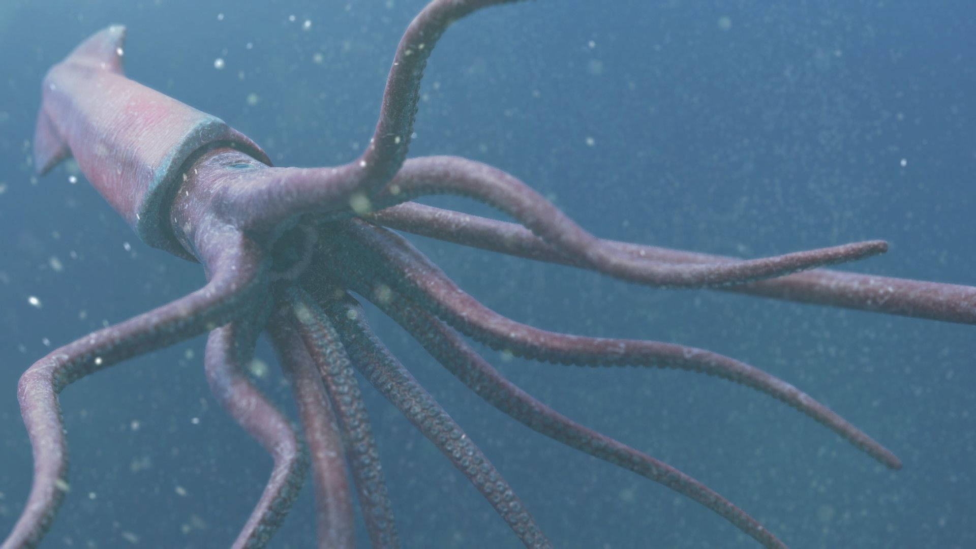 Squid, blue ocean, murky blue ocean water, Full HD Desktop Wallpaper