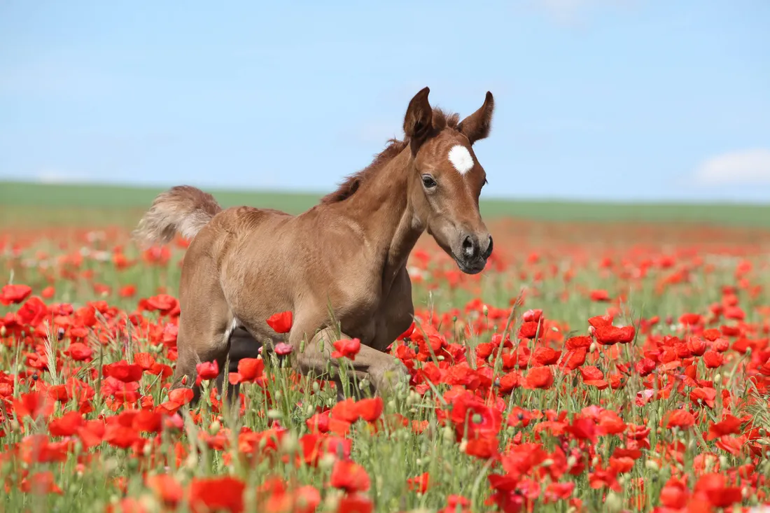 Foal