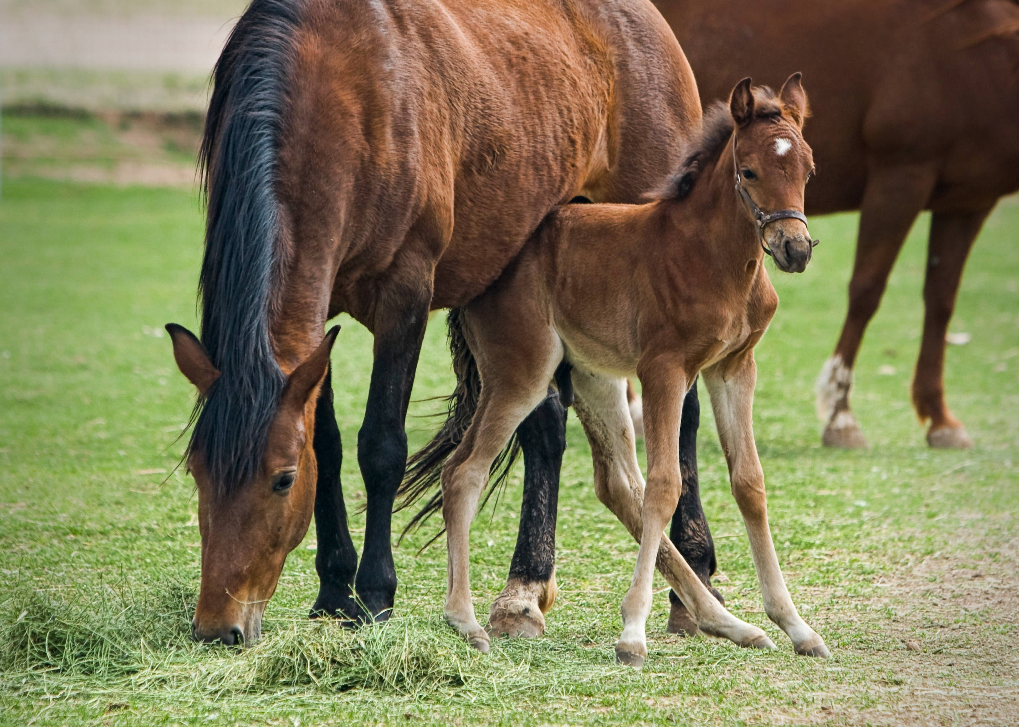 baby foal, brown mare, grazing on hay, 2K Desktop Wallpaper