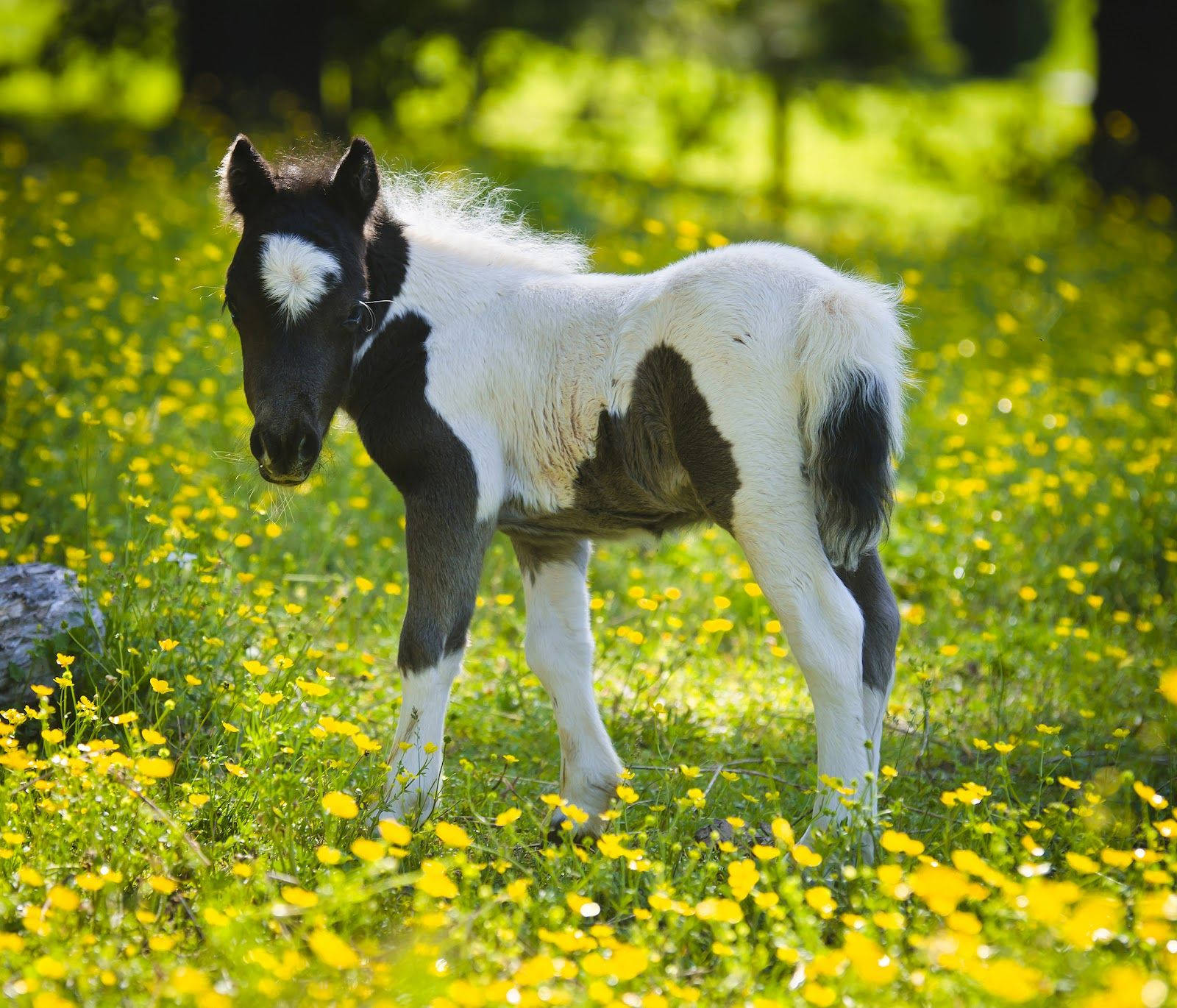 black and white miniature foal, buttercup pasture, sunlit meadow, HD Desktop Wallpaper