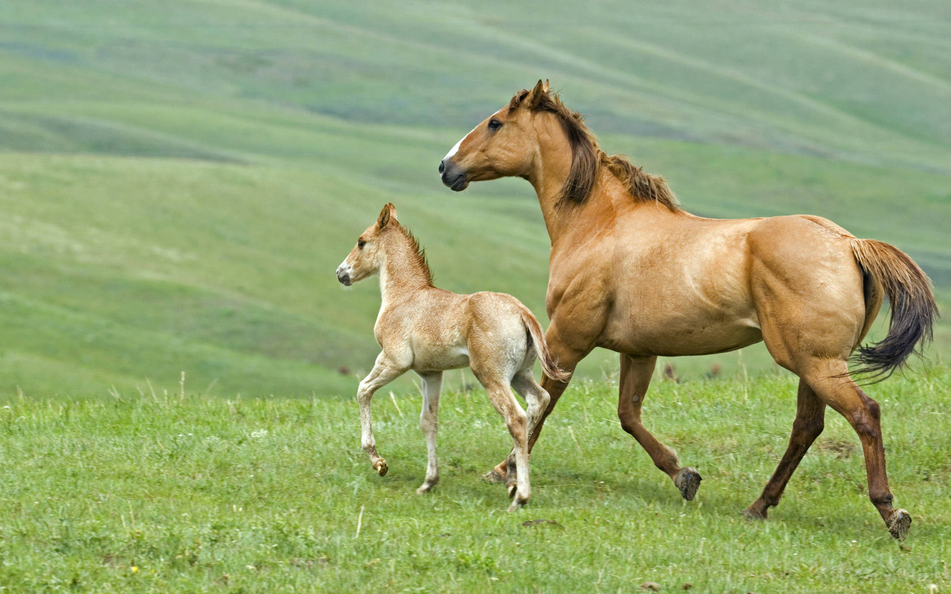 mother horse, foal, field, Full HD Desktop Wallpaper