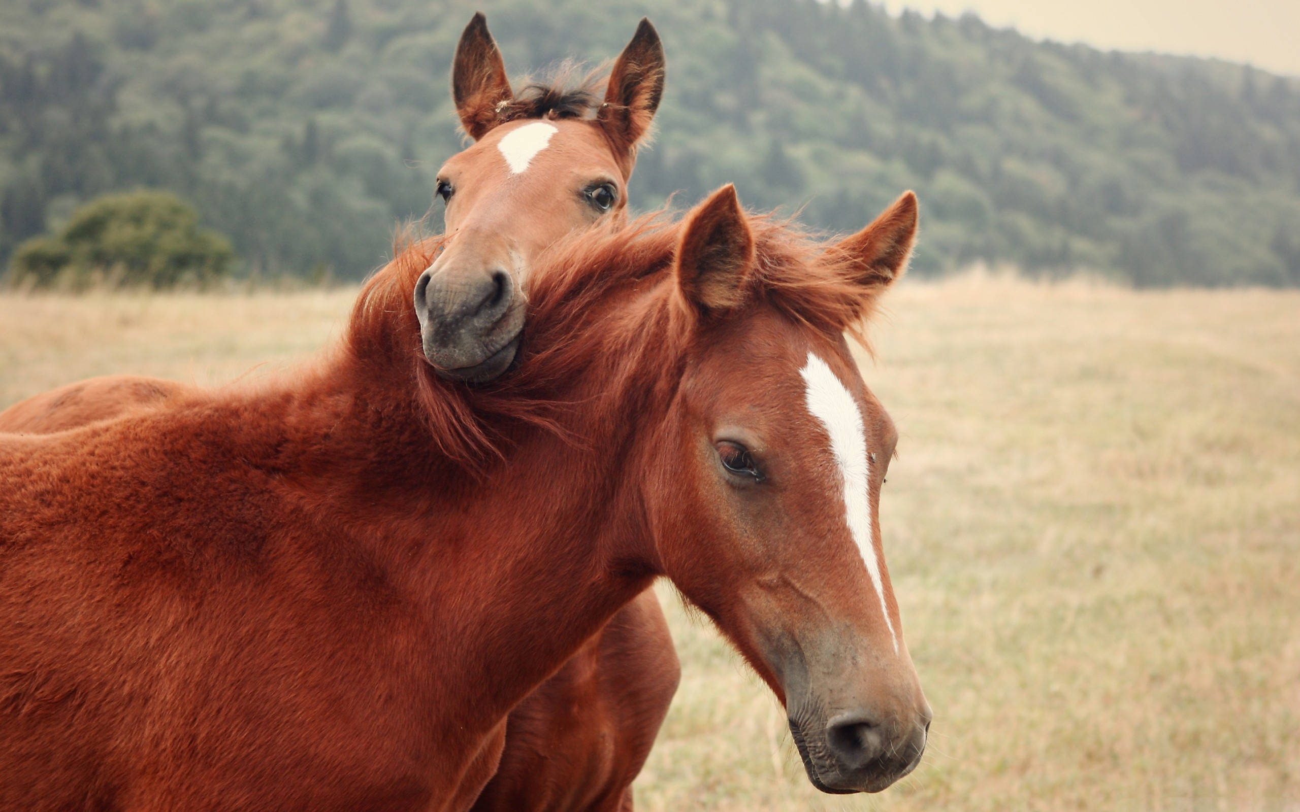 Arabian horse, baby foal, chestnut, 2K Desktop Wallpaper