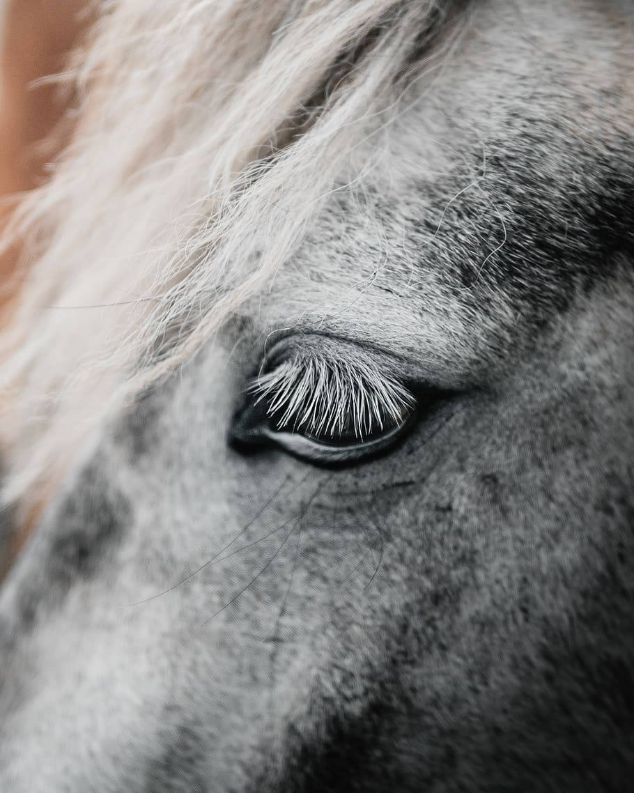 white baby horse foal, eyes close up shot, black and white shot, SD Phone Wallpaper