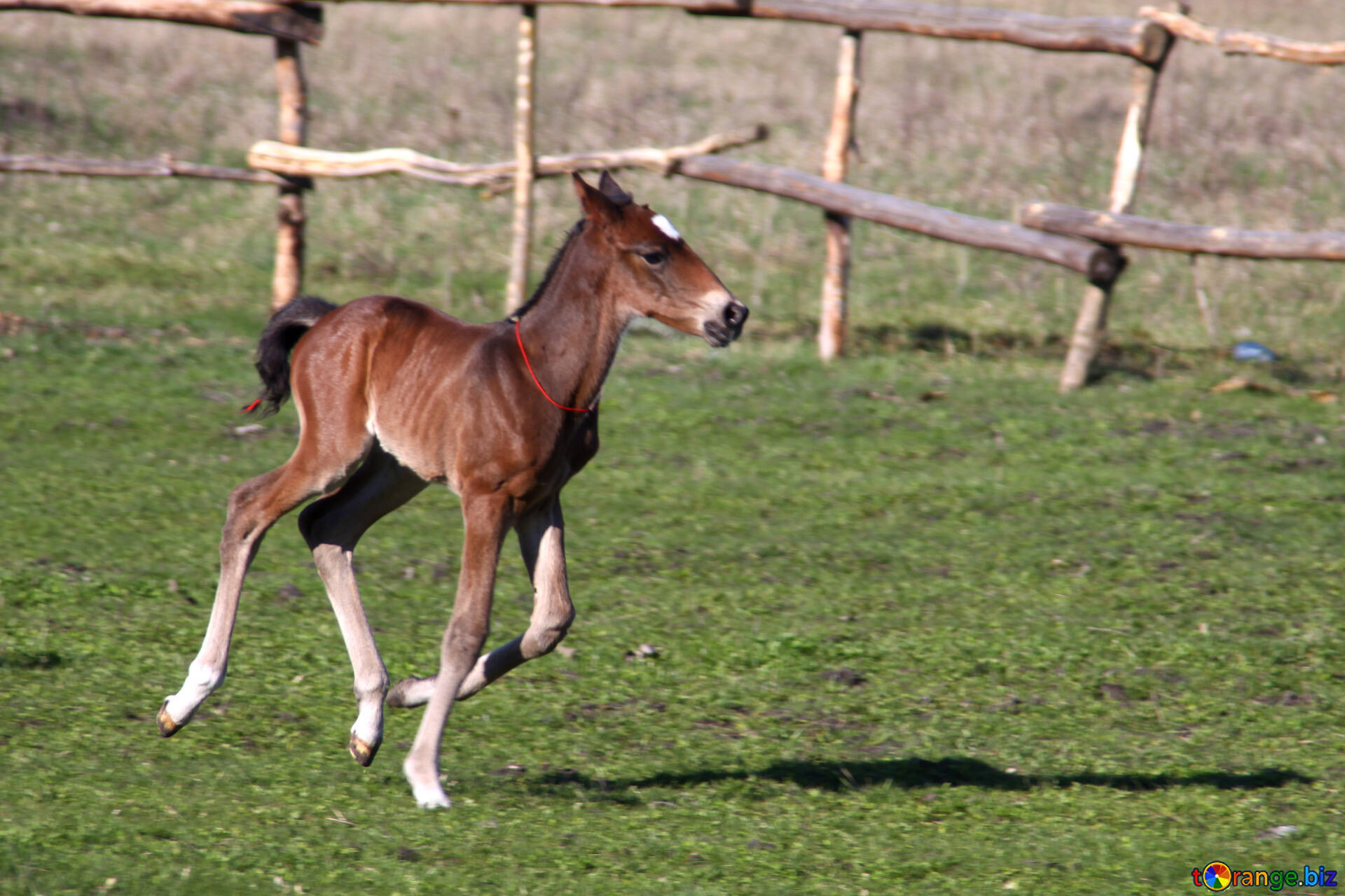 little baby foal, galloping, sunlit green pasture, Full HD Desktop Wallpaper