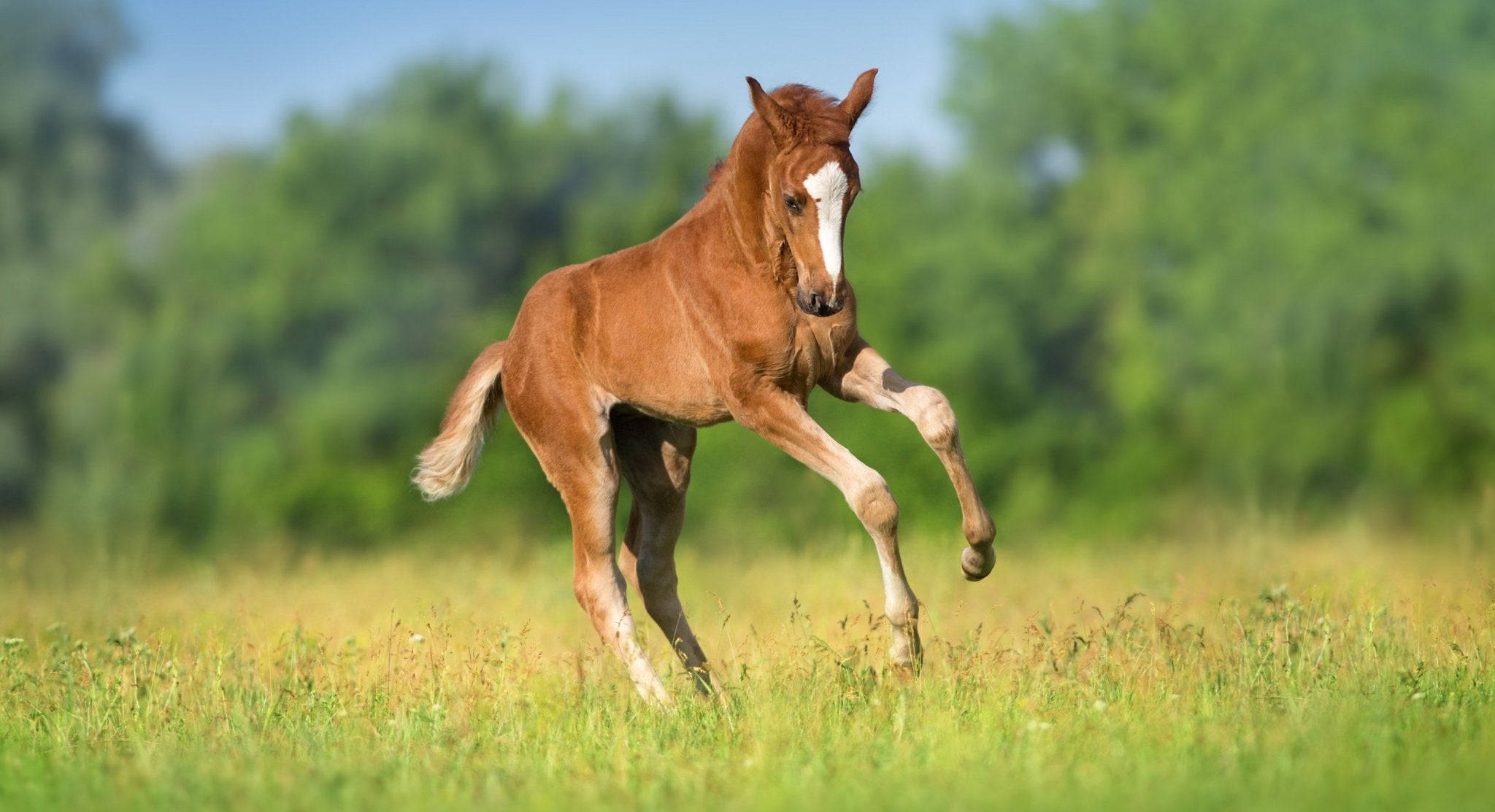 red foal, spring field, chestnut foal, Full HD Desktop Wallpaper