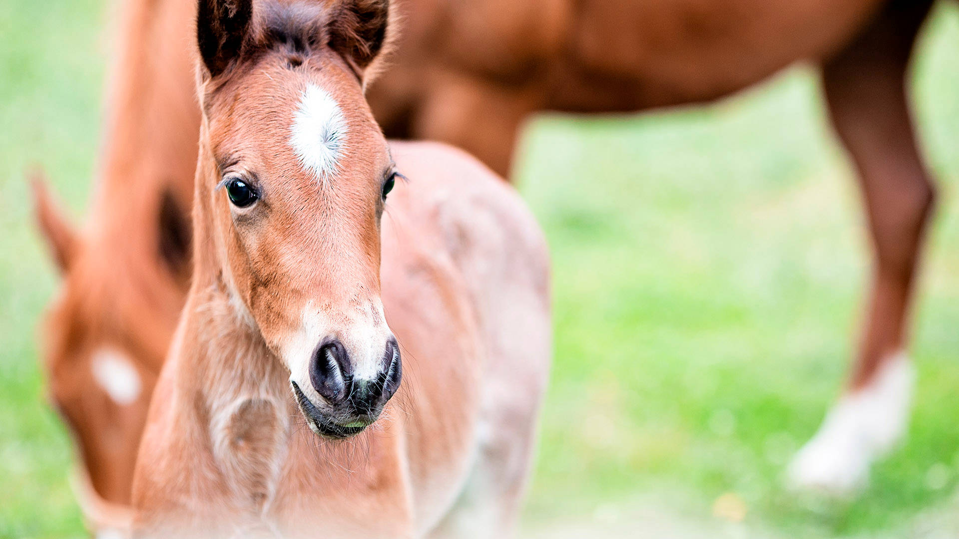 brown foal, white blaze, soft green pasture, Full HD Desktop Wallpaper