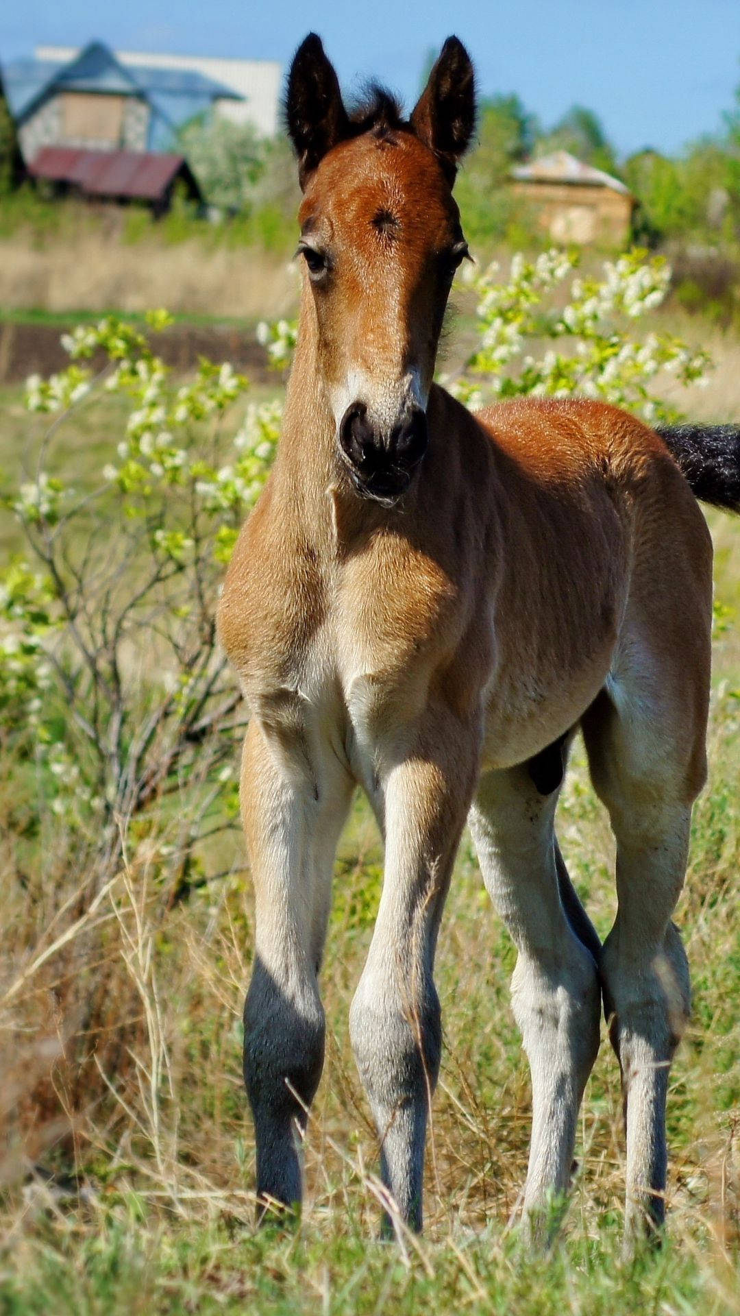 young male pony foal, brown, sunlit grassy field, Full HD Phone Wallpaper