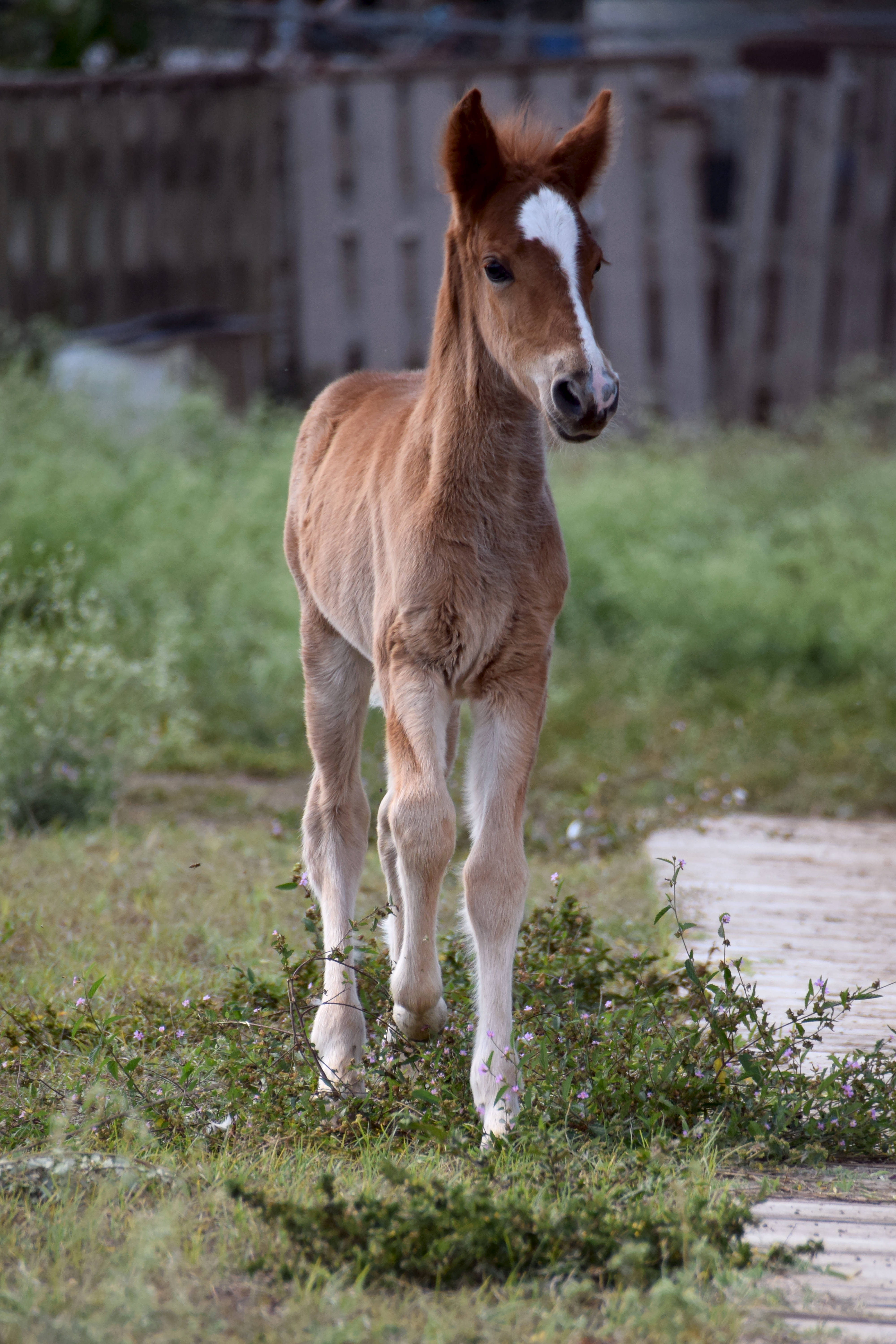 trotting brown baby horse foal, light brown, white blaze, 5K Phone Wallpaper