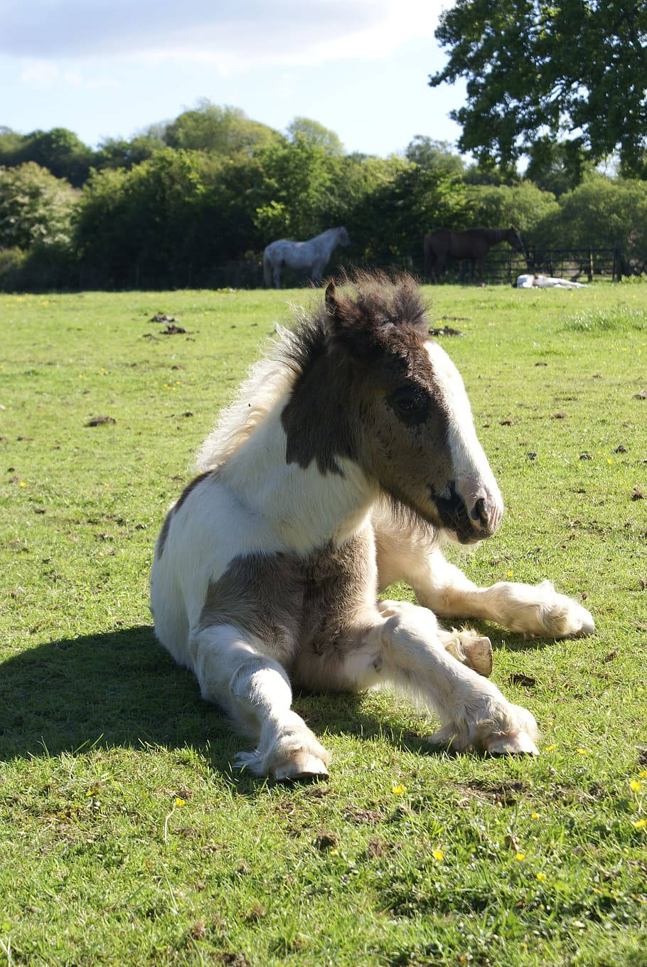 Galineers Cob, piebald pony, sunlit green grass, HD Phone Wallpaper