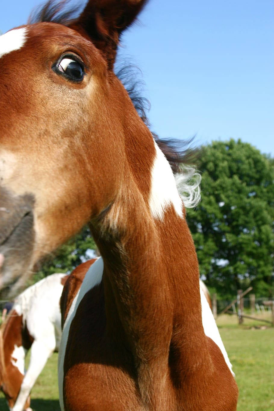 Pintabian horse breed, foal, brown and white, HD Phone Wallpaper