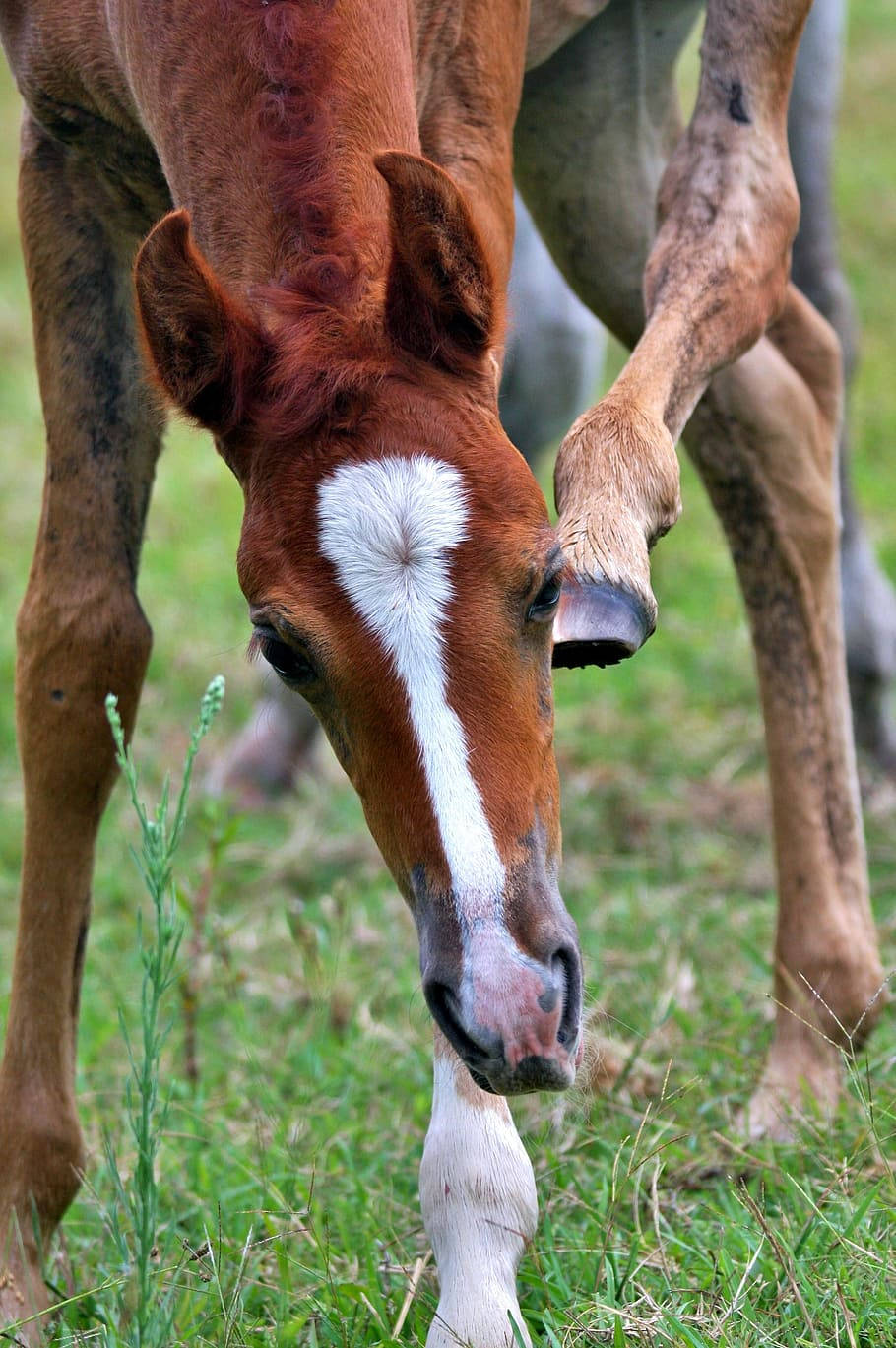 foal, chestnut, white blaze, HD Phone Wallpaper