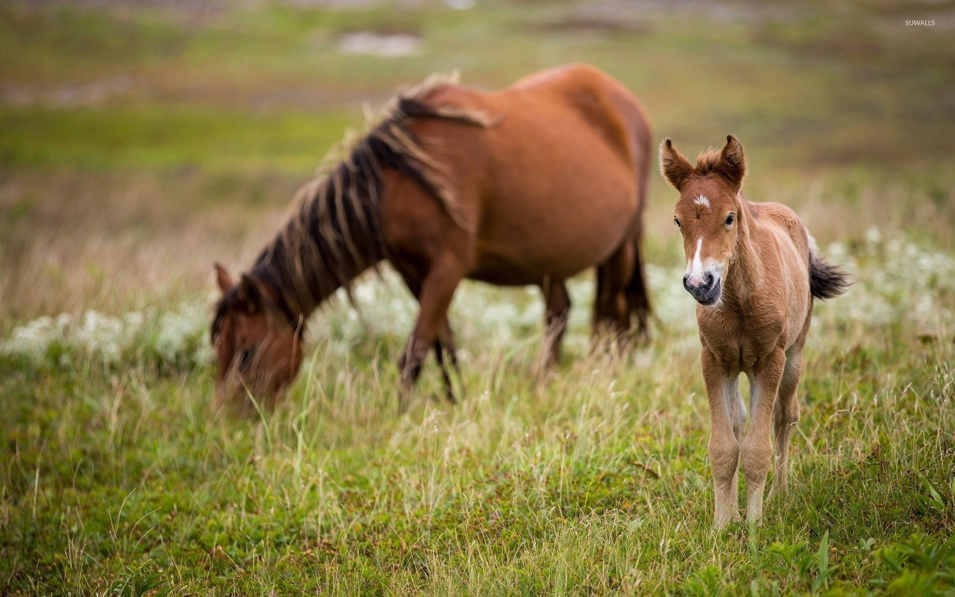 mustang horse, mongolian foal, grassy field, Full HD Desktop Wallpaper