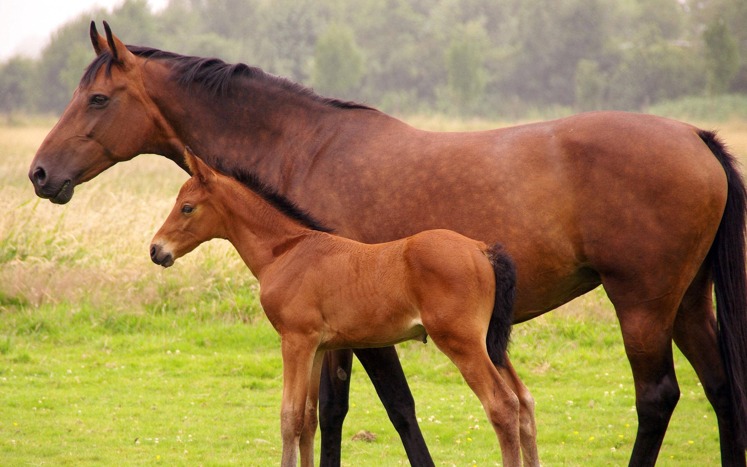 brown mare, baby foal, lush green meadow, 2K Desktop Wallpaper