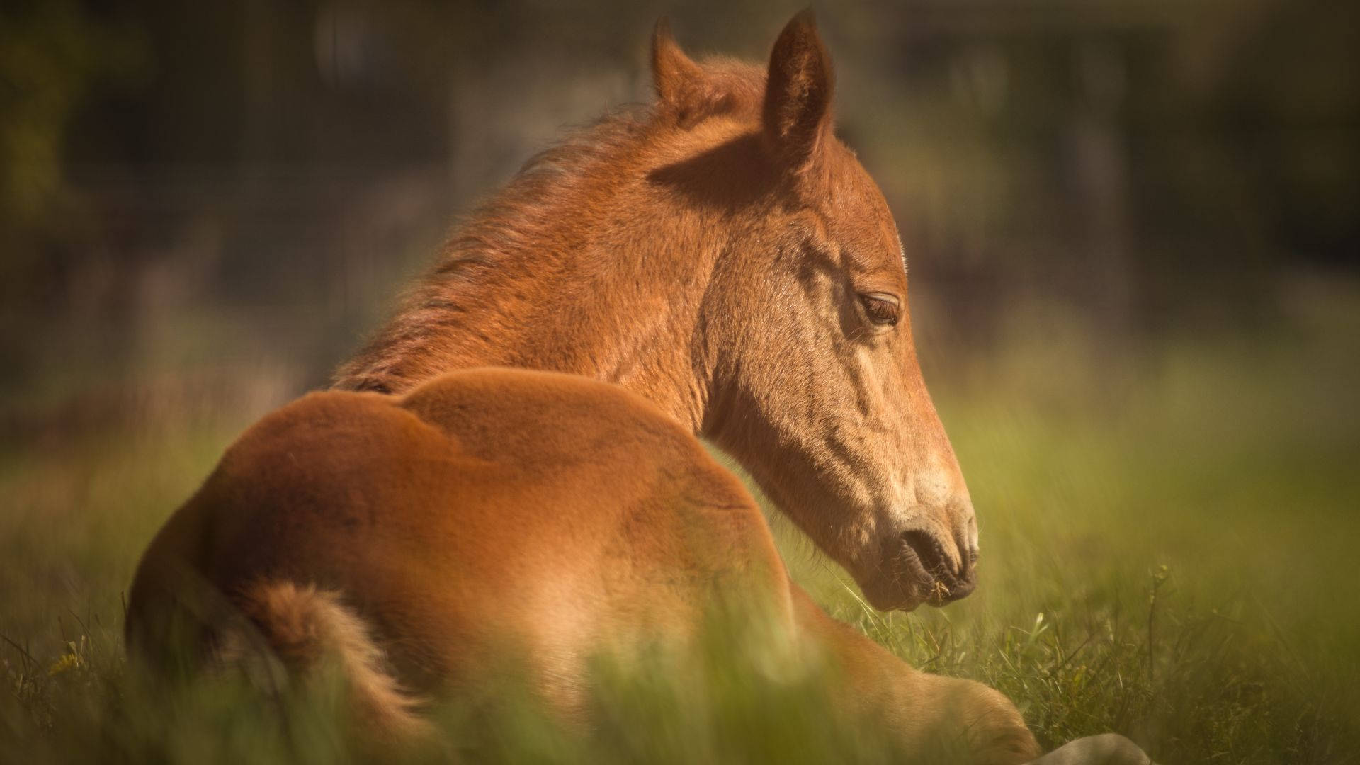 brown foal, back angle, vignette effect, Full HD Desktop Wallpaper