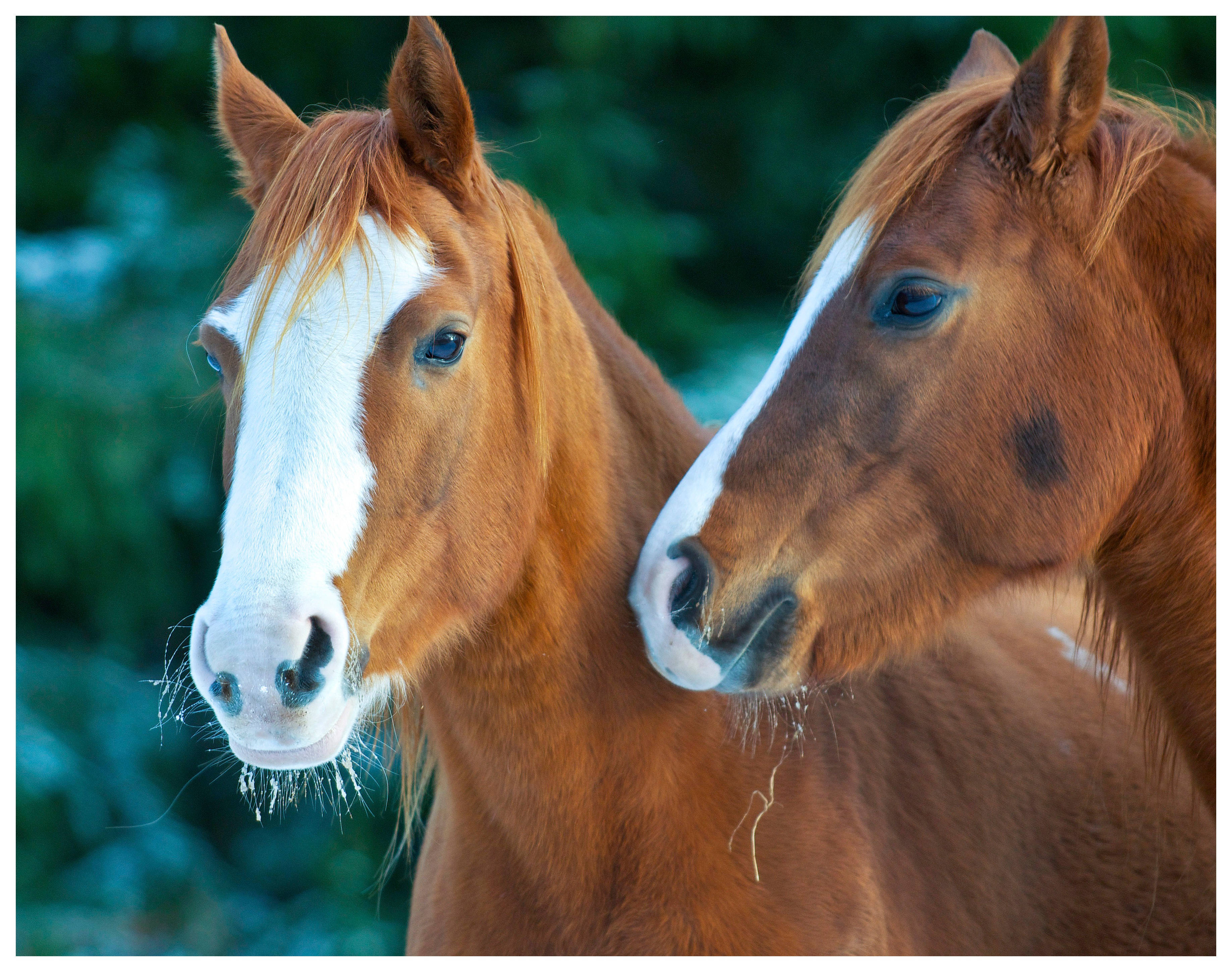 brown and white foal, chestnut horses, white blazes, 2K Desktop Wallpaper