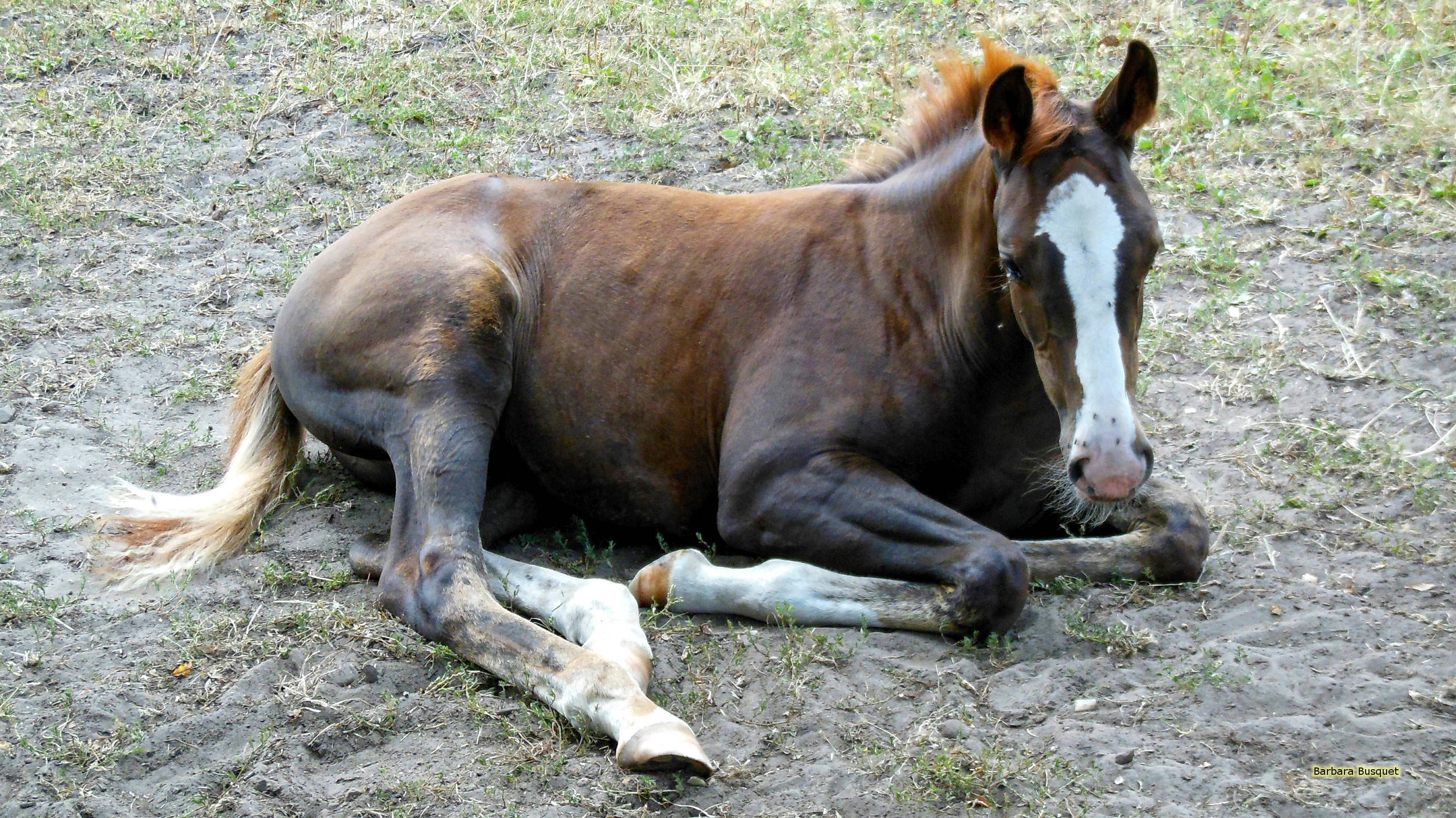 foal, brown, white blaze, 2K Desktop Wallpaper