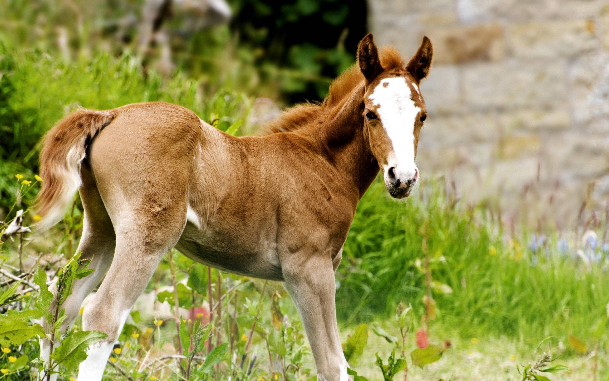 brown foal, white blaze, sunlit grassy field, 2K Desktop Wallpaper