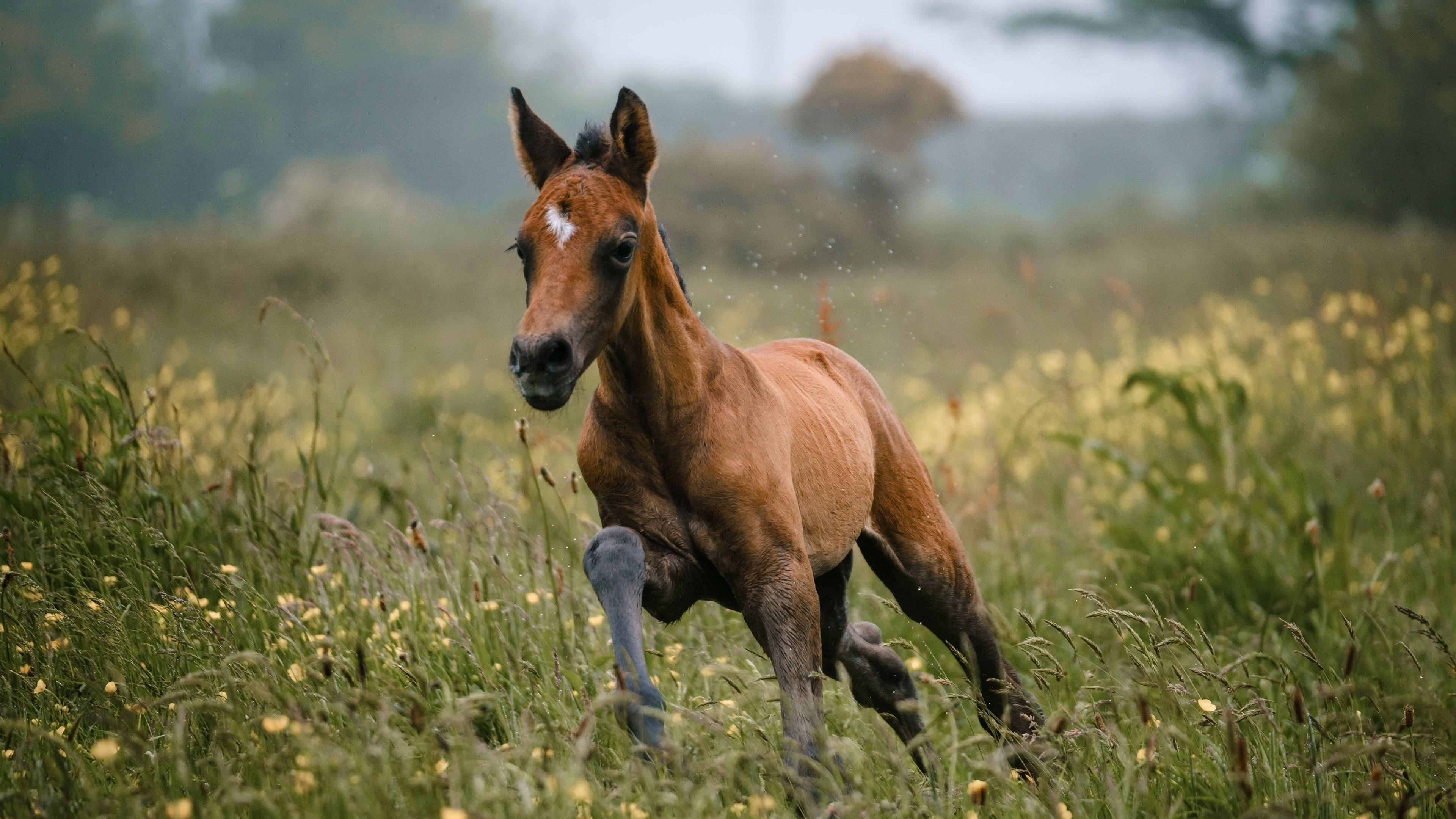 brown horse foal, galloping, buttercup field, 4K Desktop Wallpaper